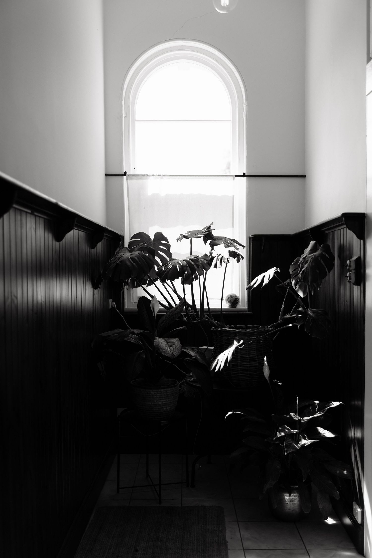 Black and white silhouette of monstera plants backlit by arched window in historic building.