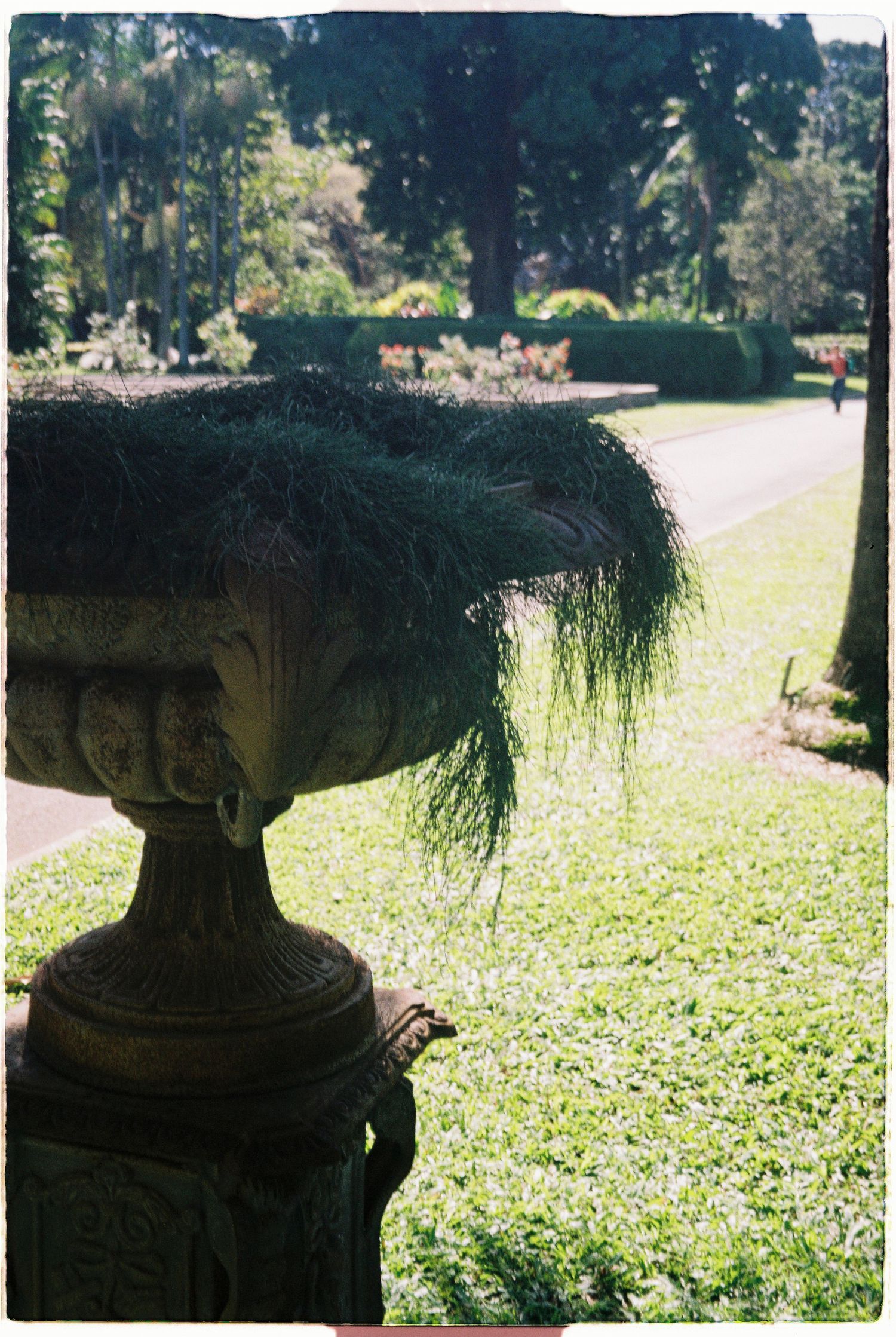 Stone garden urn planter with cascading fern foliage in a lush green formal garden landscape.