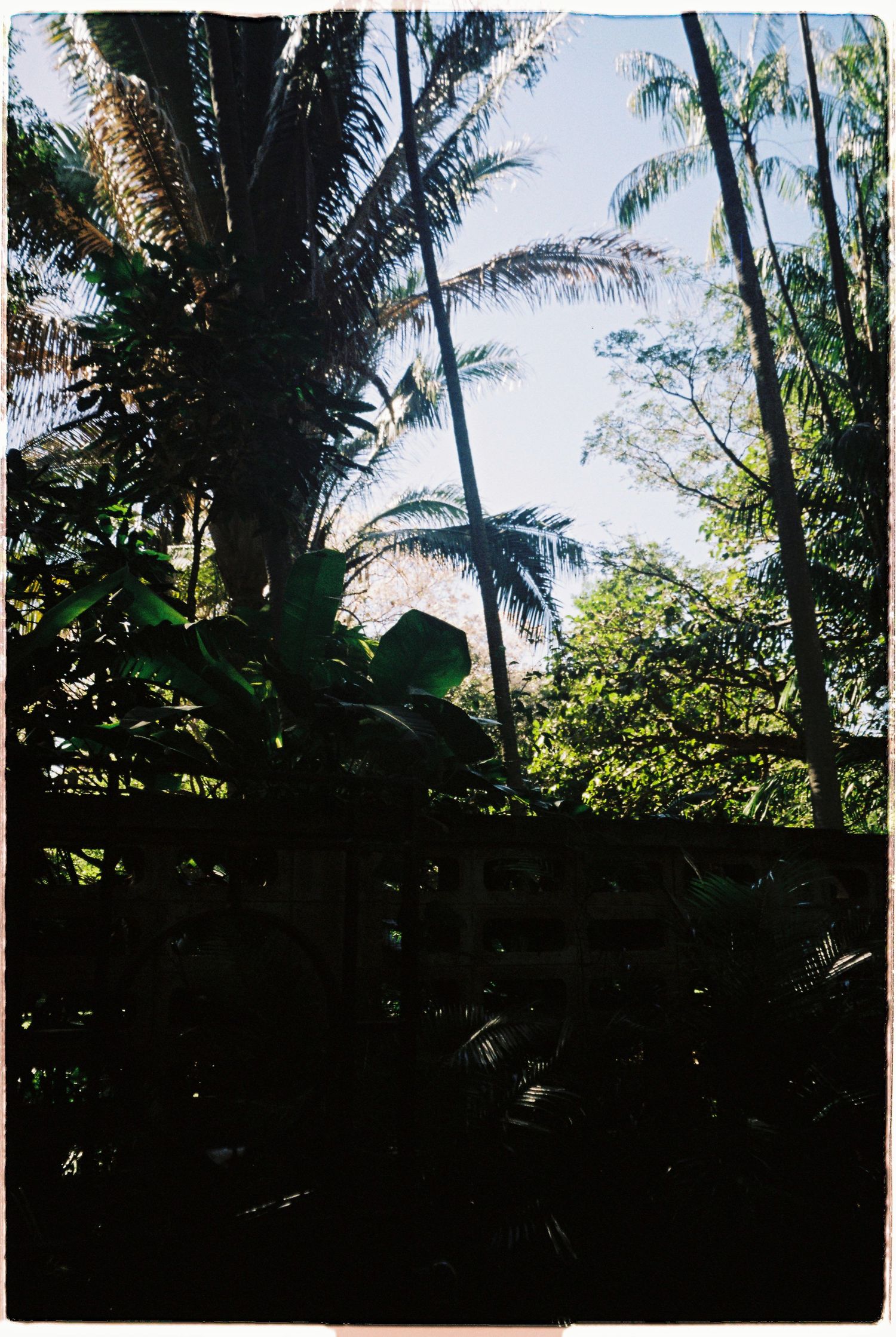 Lush tropical jungle canopy with palm trees and dense green foliage against a bright sky.