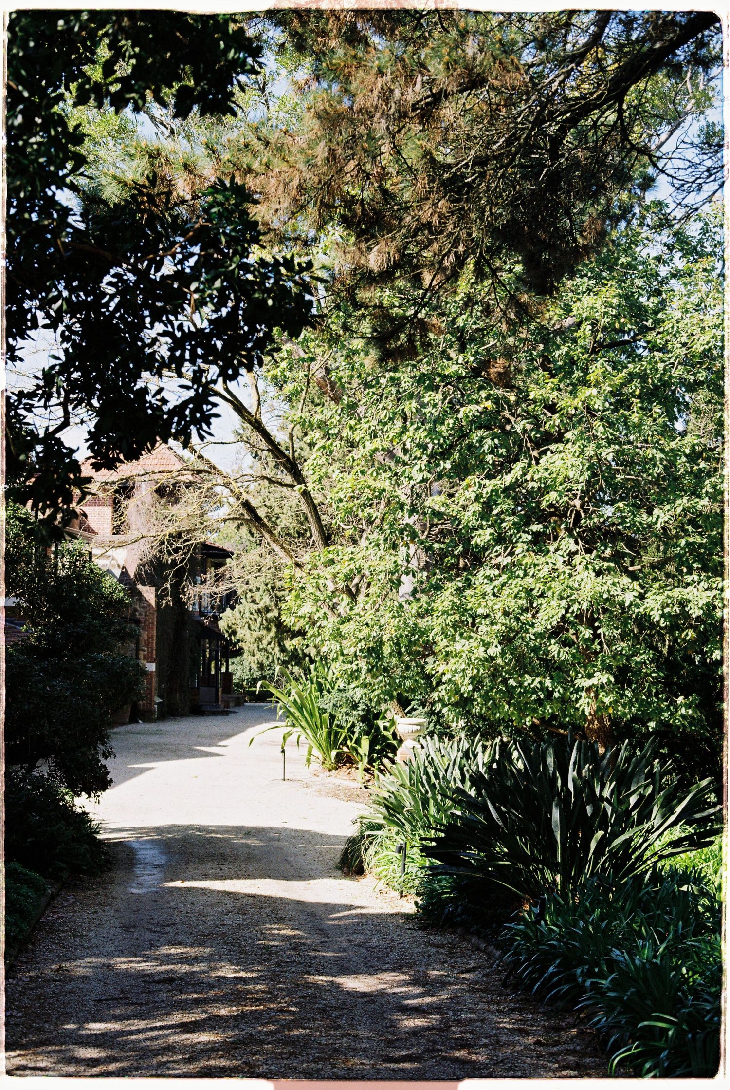Sunlit garden pathway lined with lush green trees and plants leading to a historic building.
