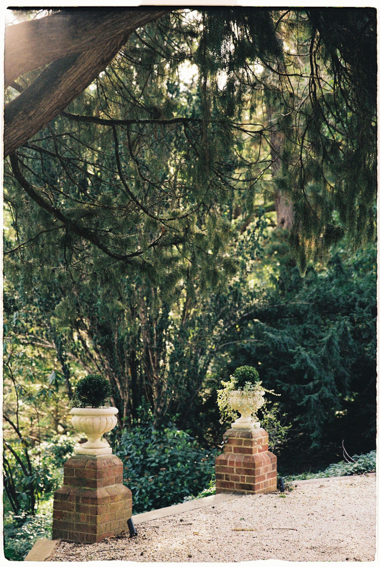 Elegant stone garden urns on brick pedestals surrounded by towering cypress trees in formal garden setting.