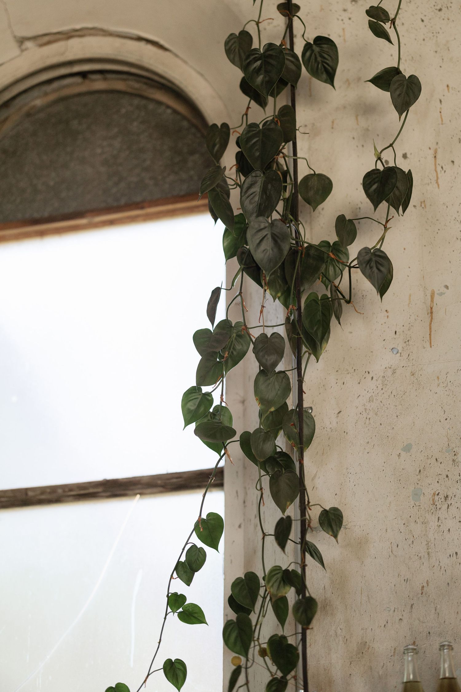 Trailing green heart-leaf vine plant climbing beside an arched window in a rustic venue.
