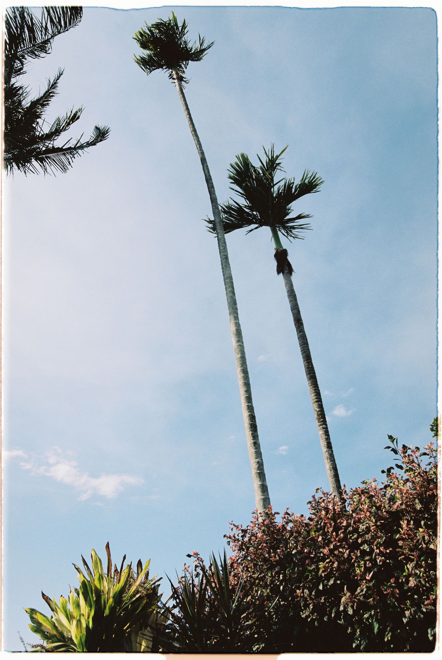 Tall palm trees reaching into blue sky surrounded by tropical garden foliage.