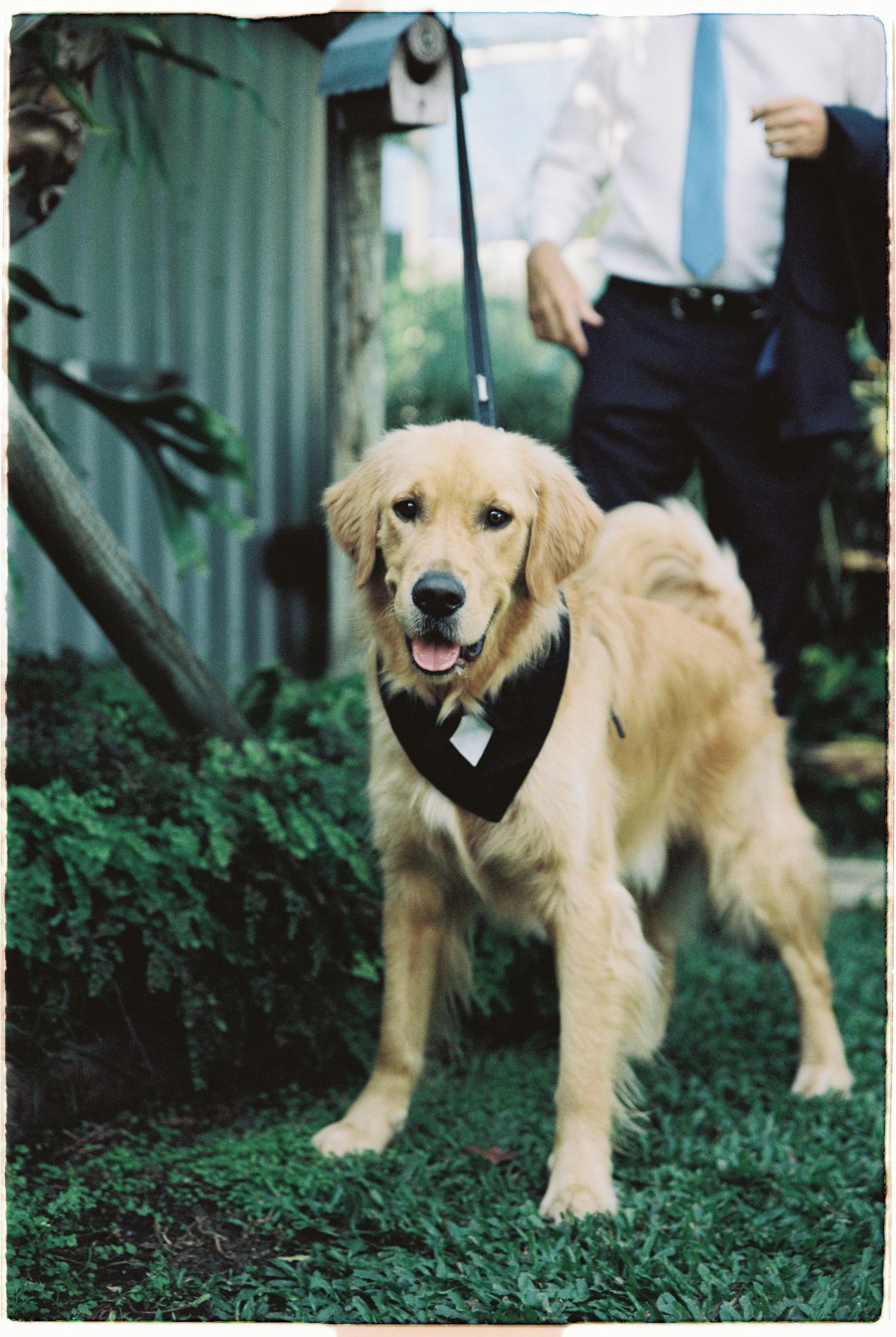 A golden retriever wearing a black bow tie bandana on a leash at an outdoor wedding ceremony.