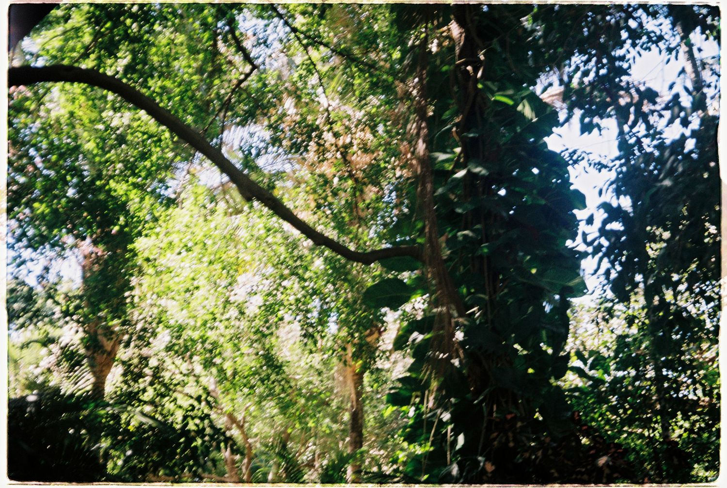 Lush tropical forest canopy with sunlight filtering through dense green foliage and climbing vines on tall trees.