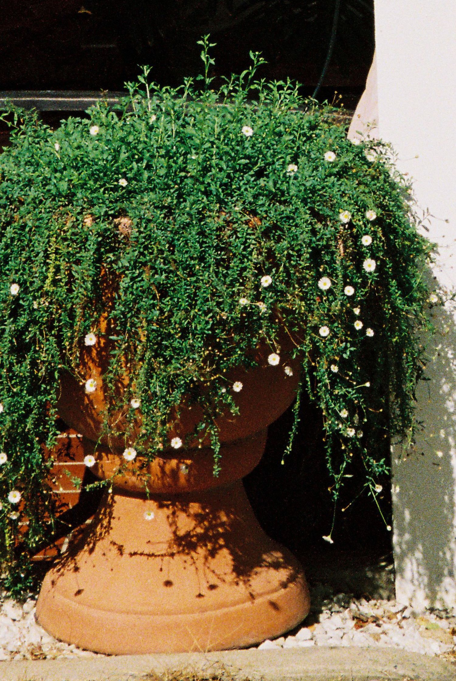 Lush green trailing plant with tiny white flowers cascading over a terracotta urn pot on white gravel.