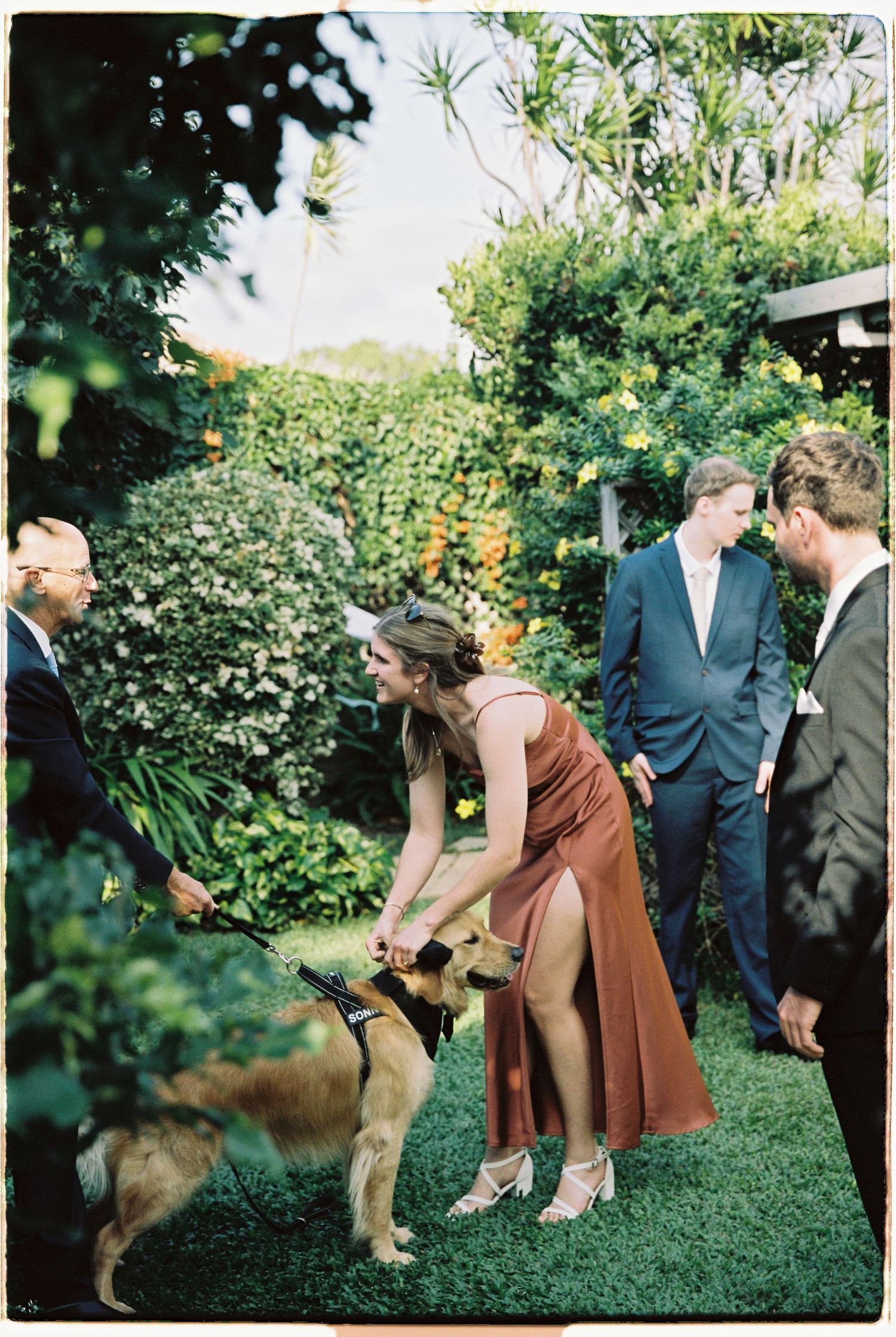 Wedding guest in rust dress bends to pet a German Shepherd dog on a lush garden lawn.