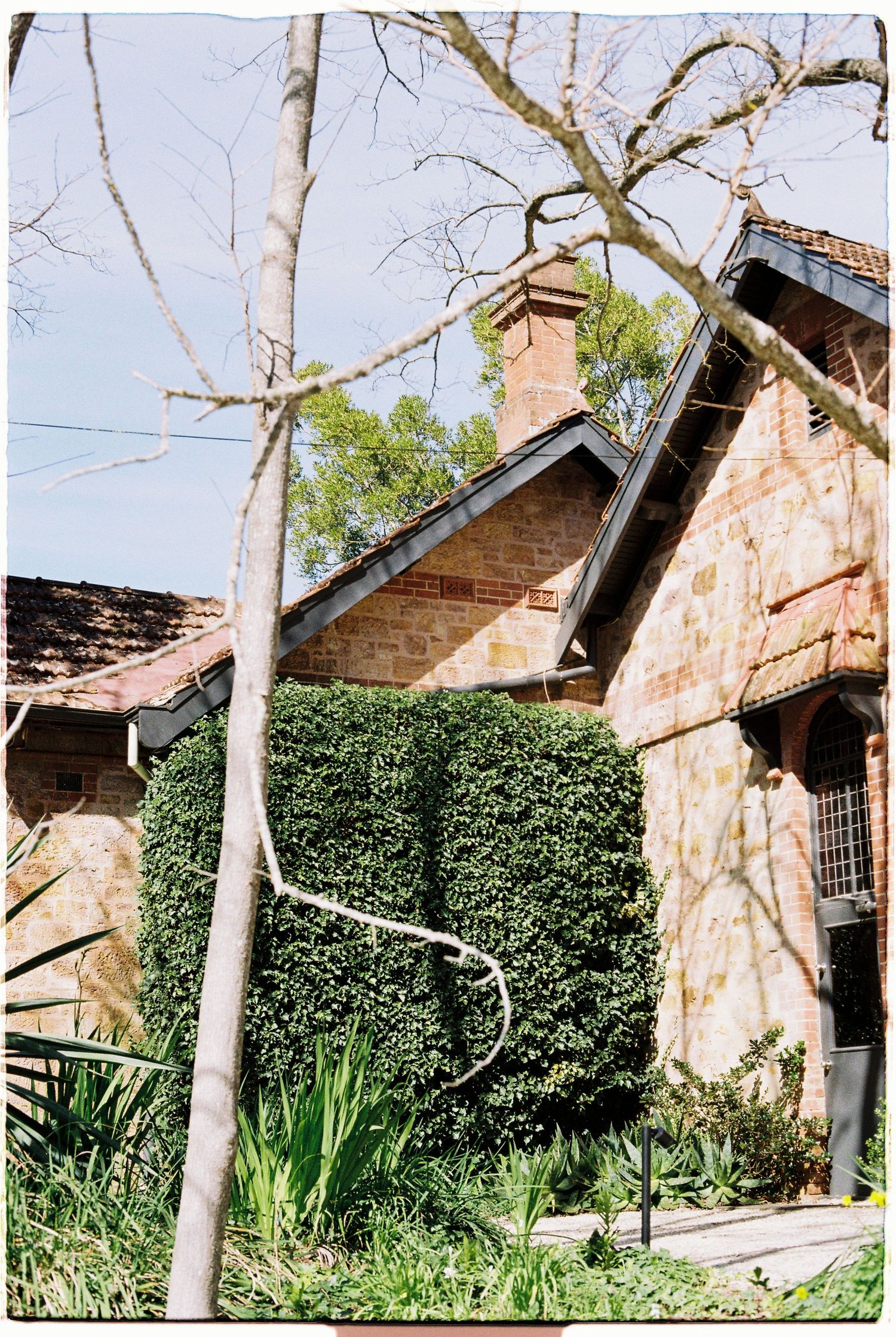 Charming sandstone cottage covered in lush ivy surrounded by trees and garden greenery.