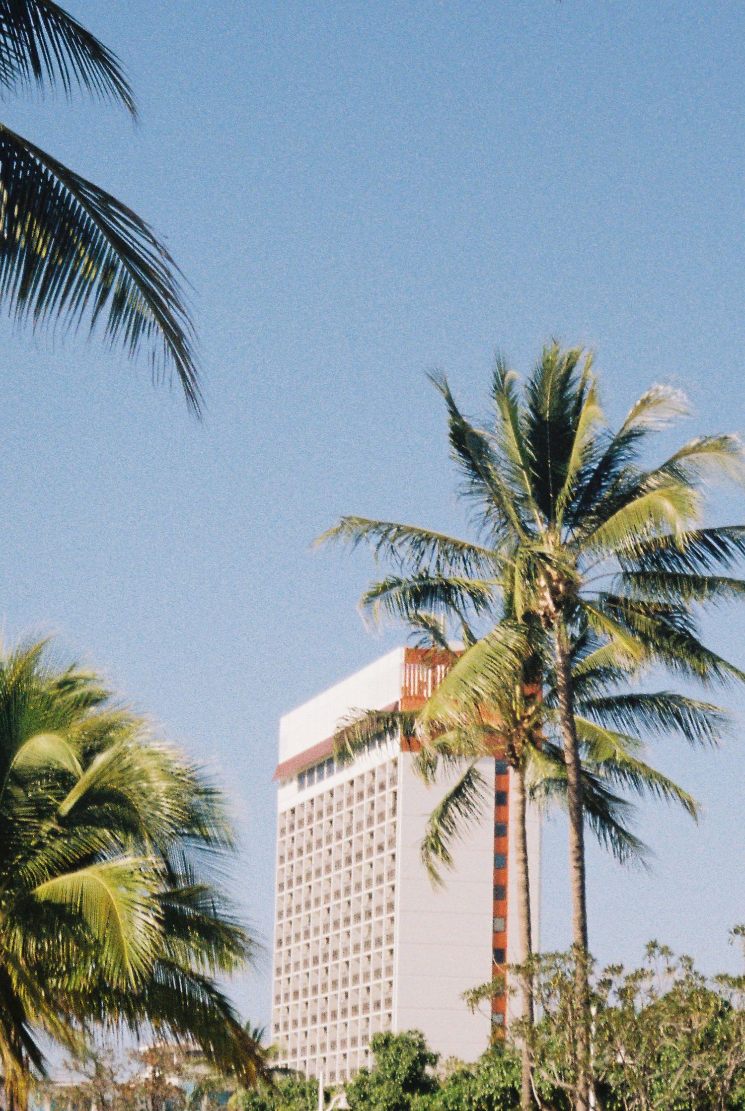 Tropical palm trees framing a white high-rise hotel building against a clear blue sky.