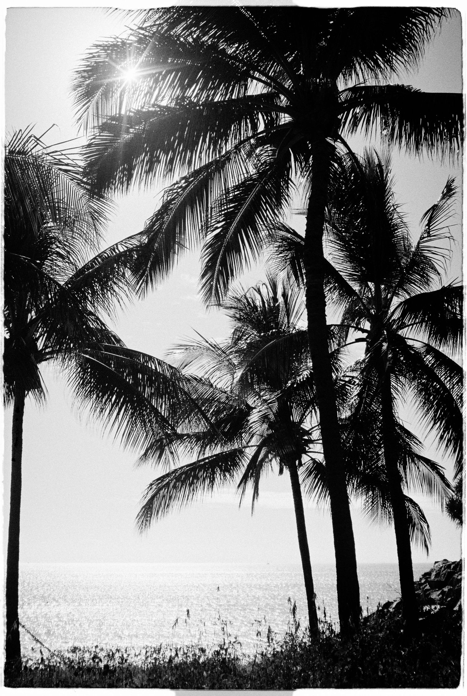 Black and white silhouette of tropical palm trees against a bright sky with ocean view.