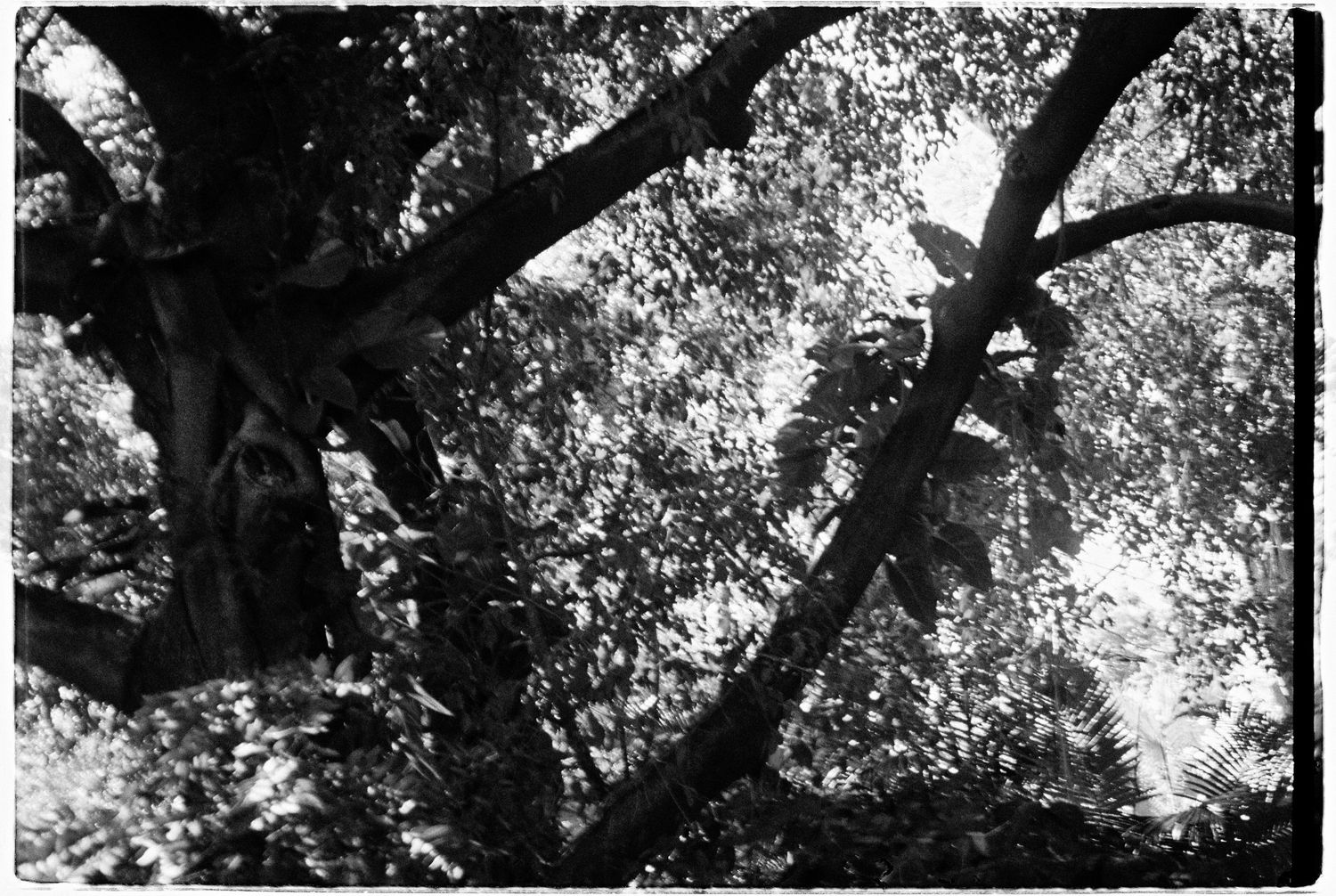 Black and white photo looking up through dense tree branches and tropical foliage canopy.