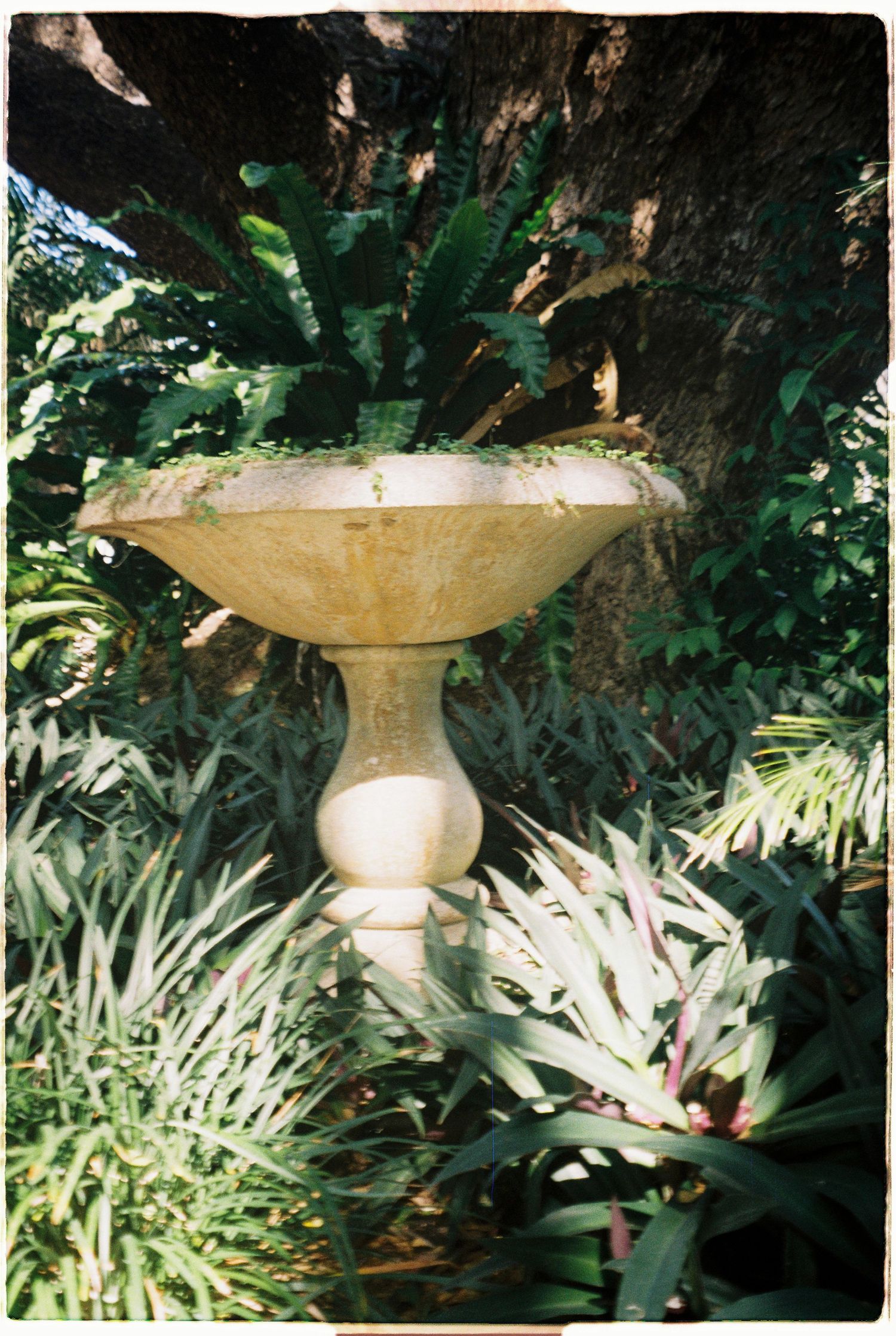 Stone birdbath surrounded by lush tropical ferns and green foliage in a shaded garden setting.