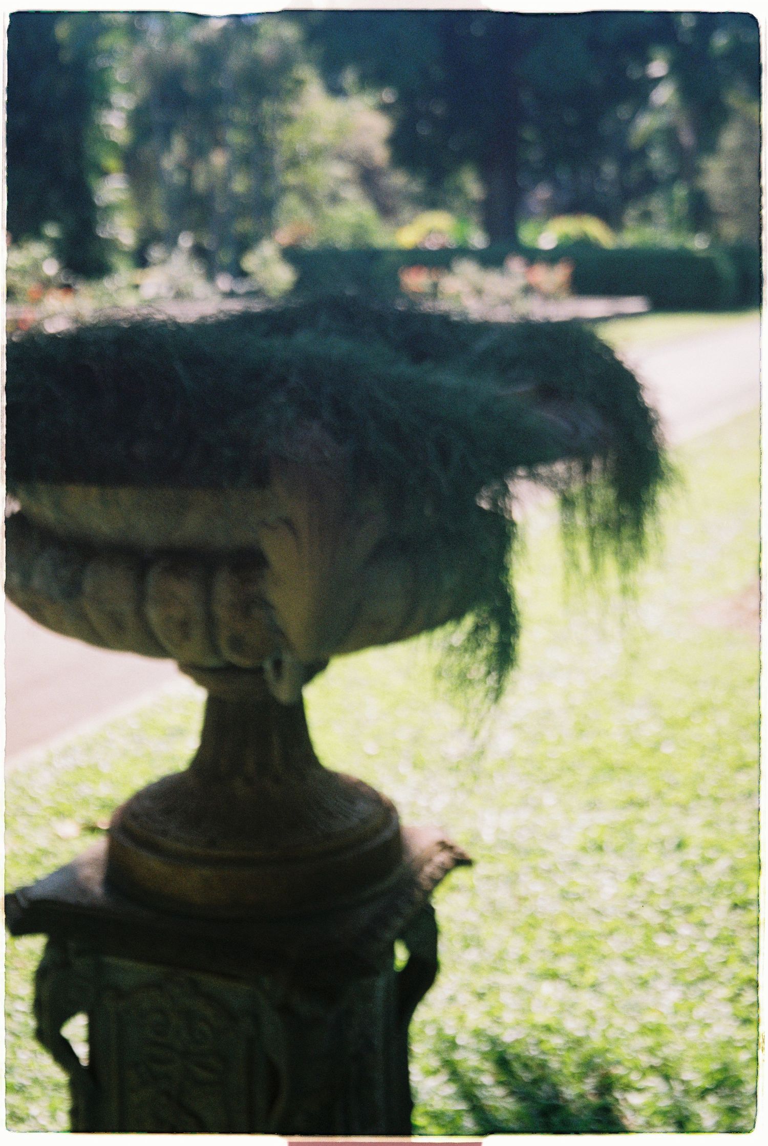 Ornate stone garden urn planter with cascading dark moss on a pedestal in a sunny park.