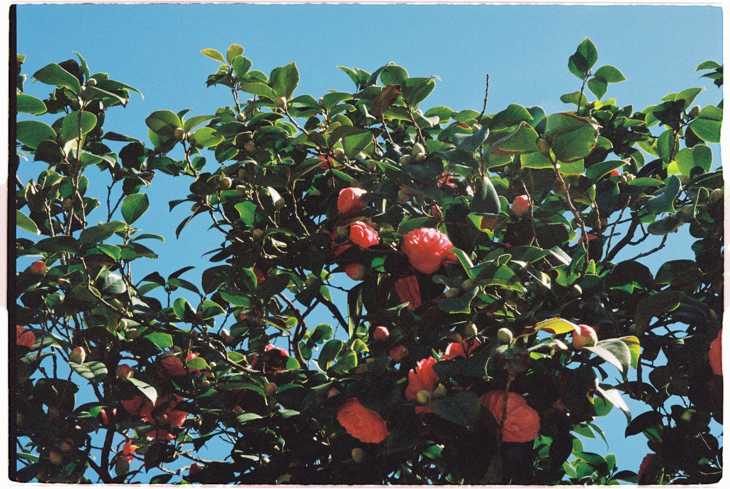 Vibrant camellia tree full of red blooms against a bright blue sky.
