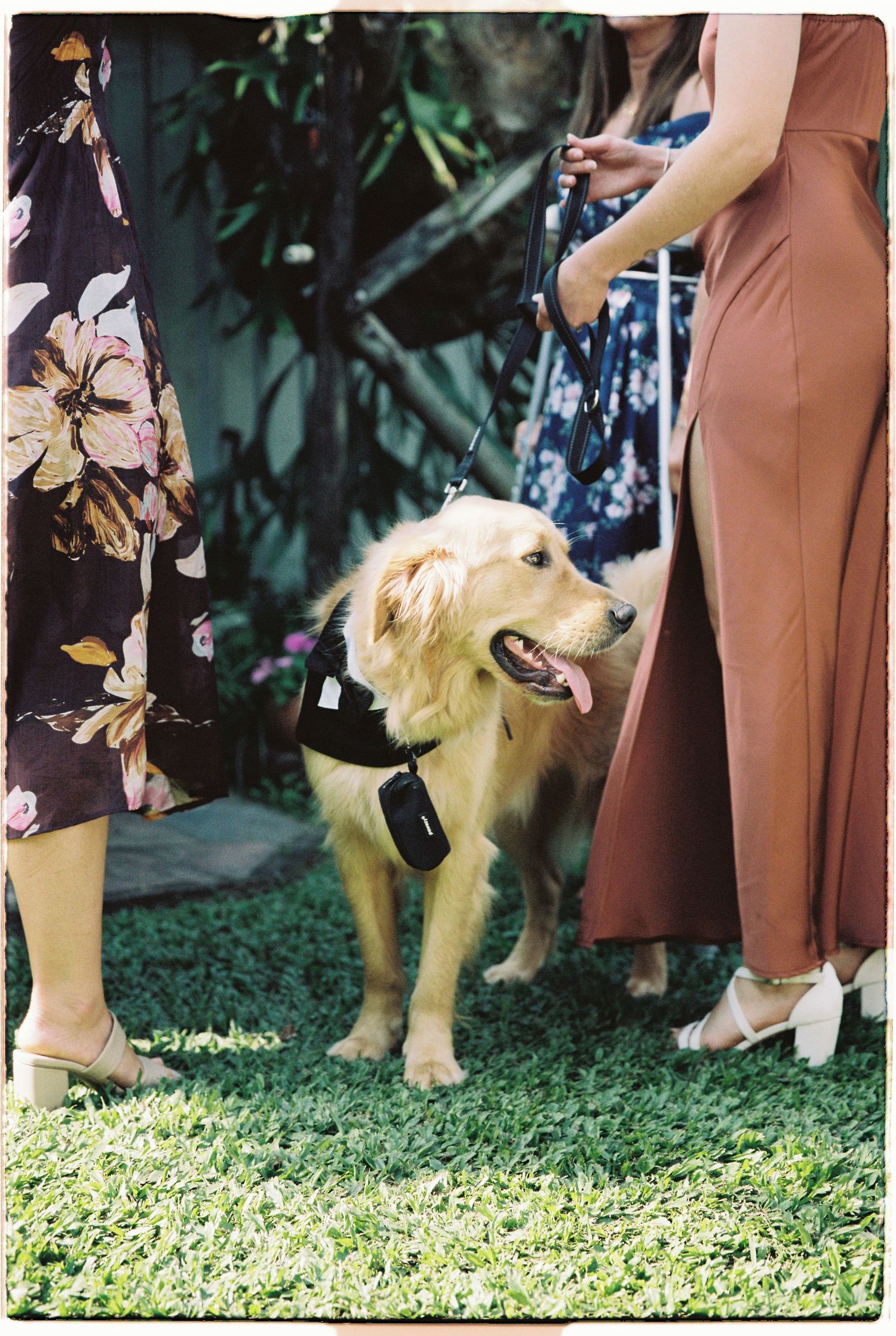 Golden retriever in black formal bandana on leash standing between wedding guests on green grass.
