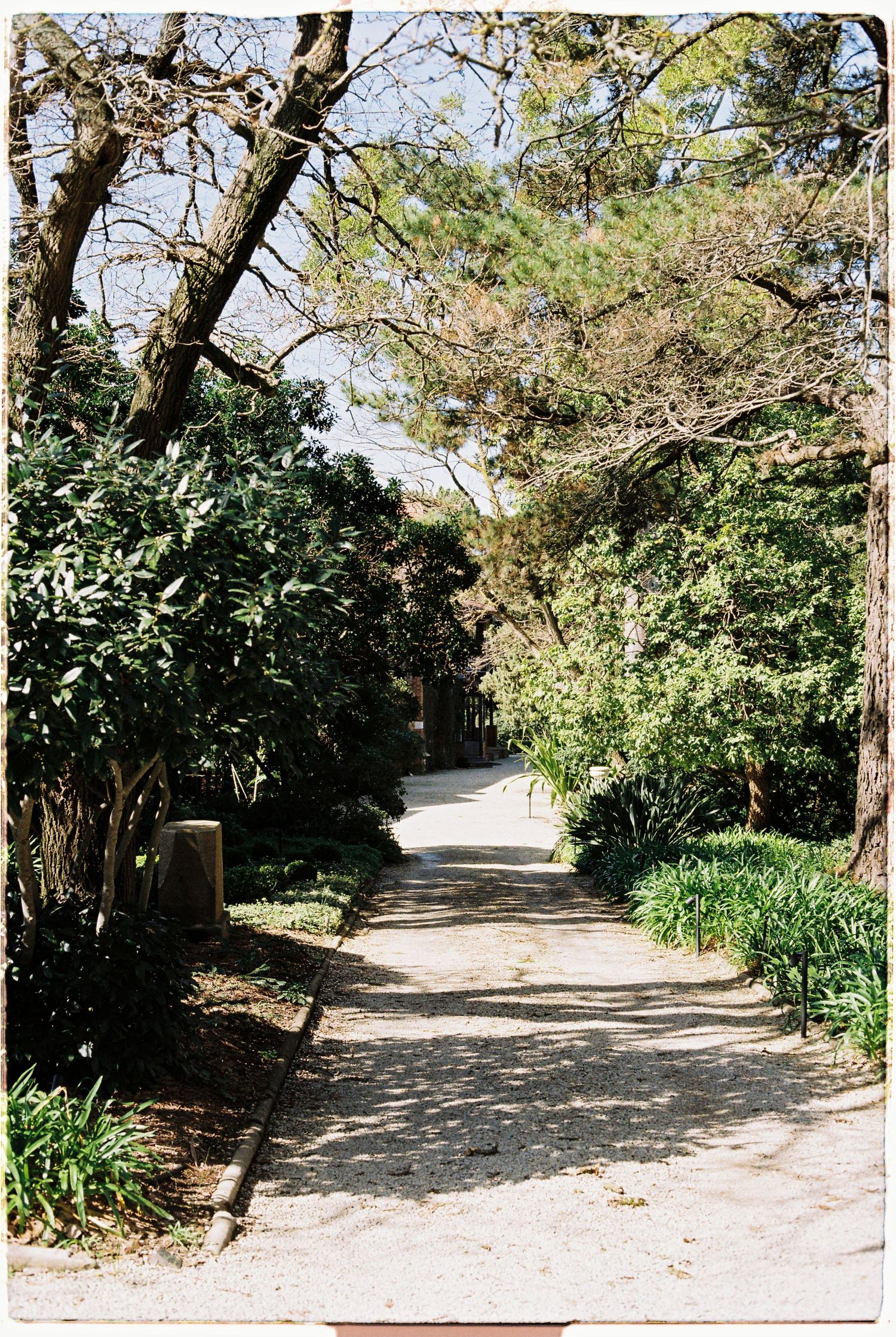A sunlit tree-lined garden pathway with lush green foliage on a bright day.
