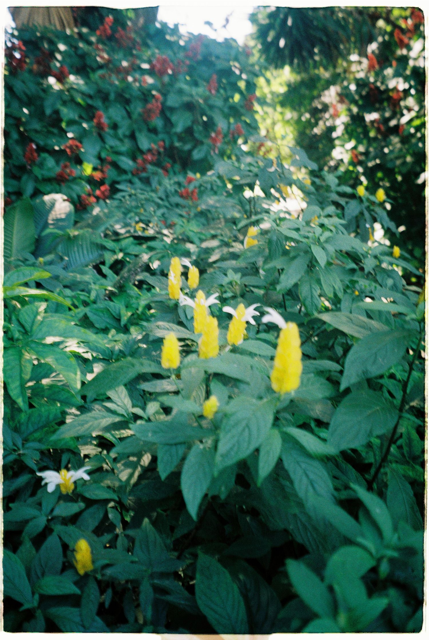 Yellow torch ginger flowers bloom among vibrant green foliage in a lush tropical garden setting.