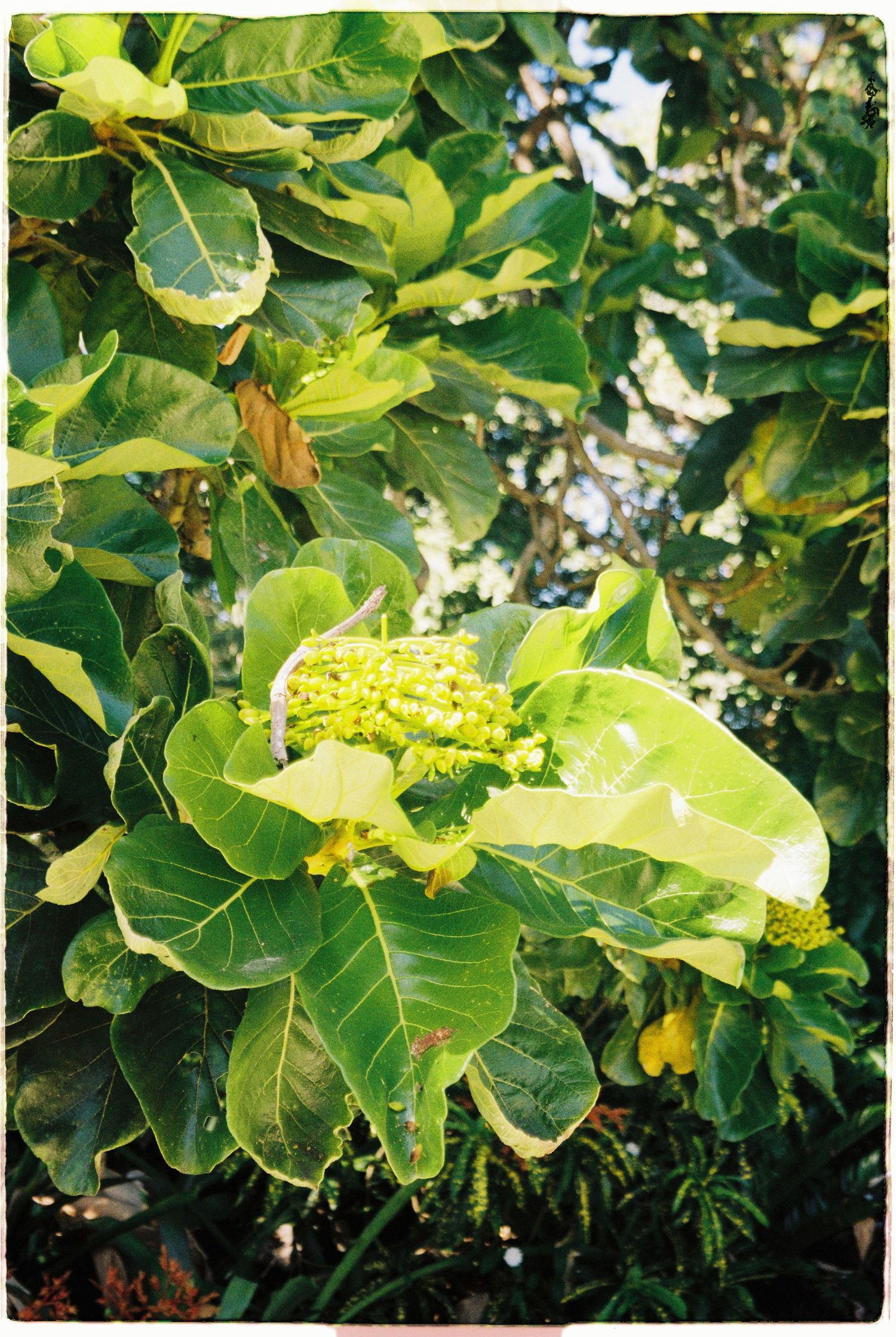 Close-up of vibrant green tropical leaves with small yellow flowers in sunlight.