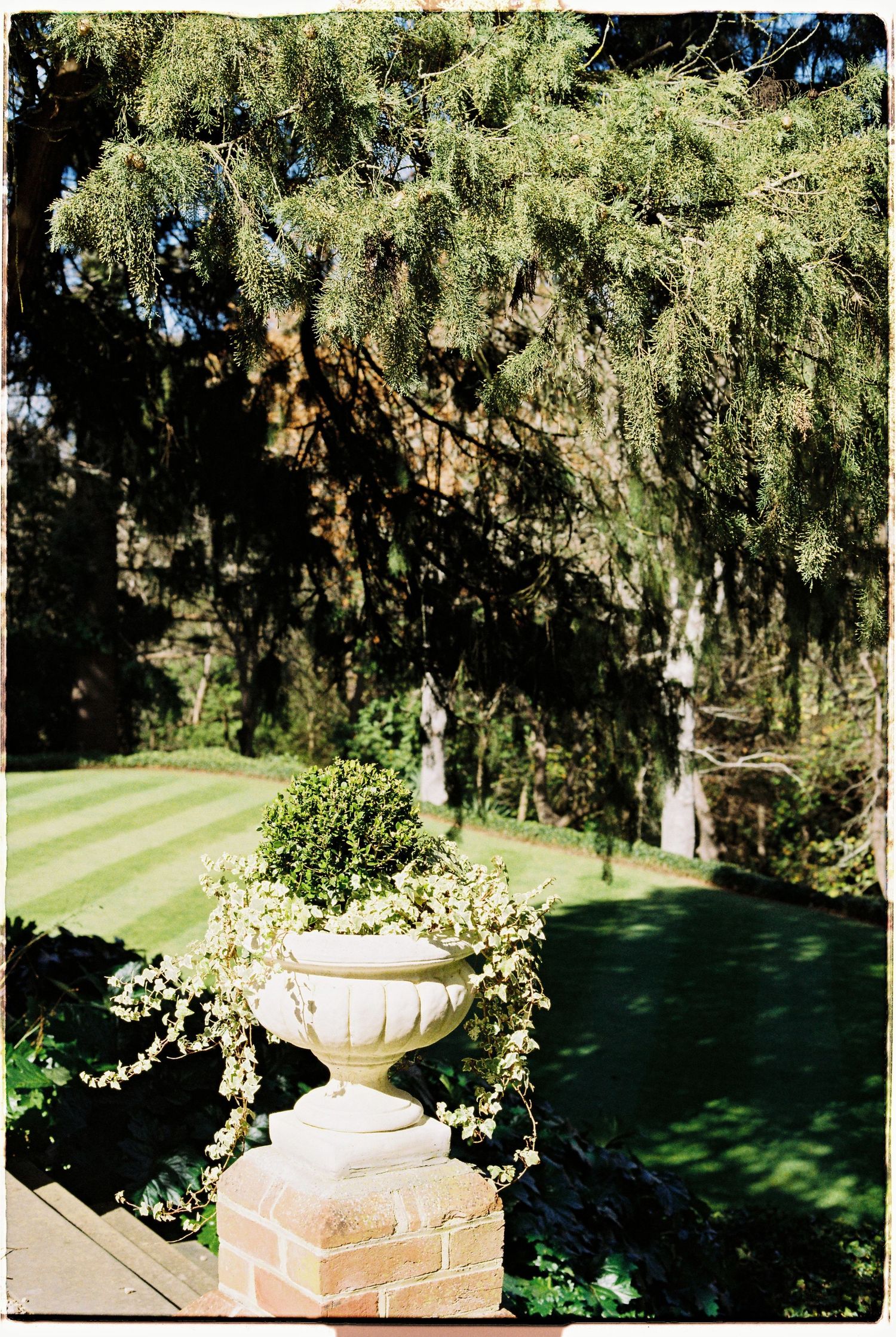 White ornate urn planter with trailing flowers on brick pedestal, lush striped lawn and weeping pine trees in background.