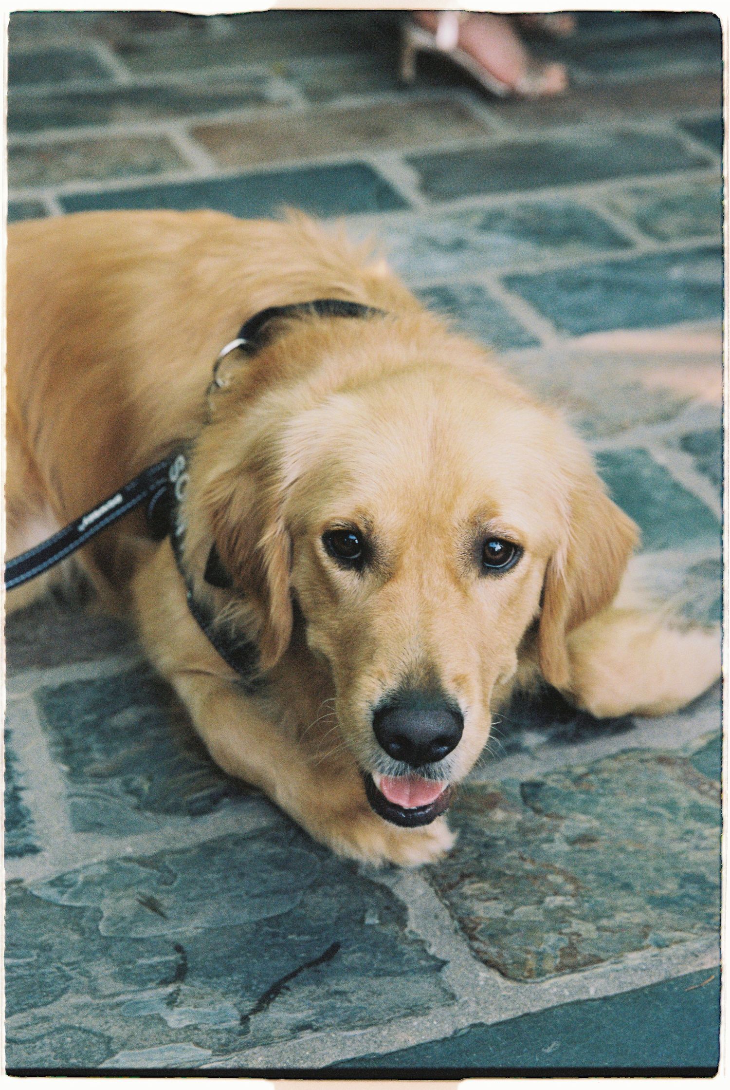 A golden retriever dog lying on stone pavers, wearing a black harness and leash, looking up with a happy expression.