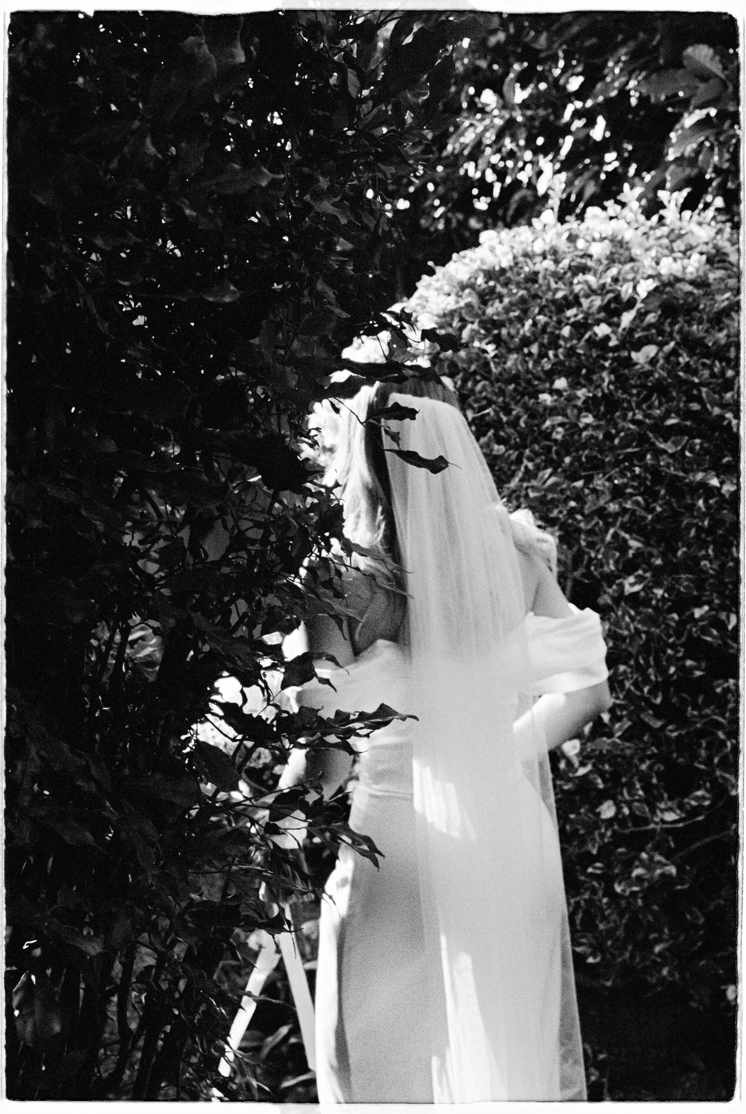 Black and white photo of bride in white gown and veil standing among lush garden hedges.