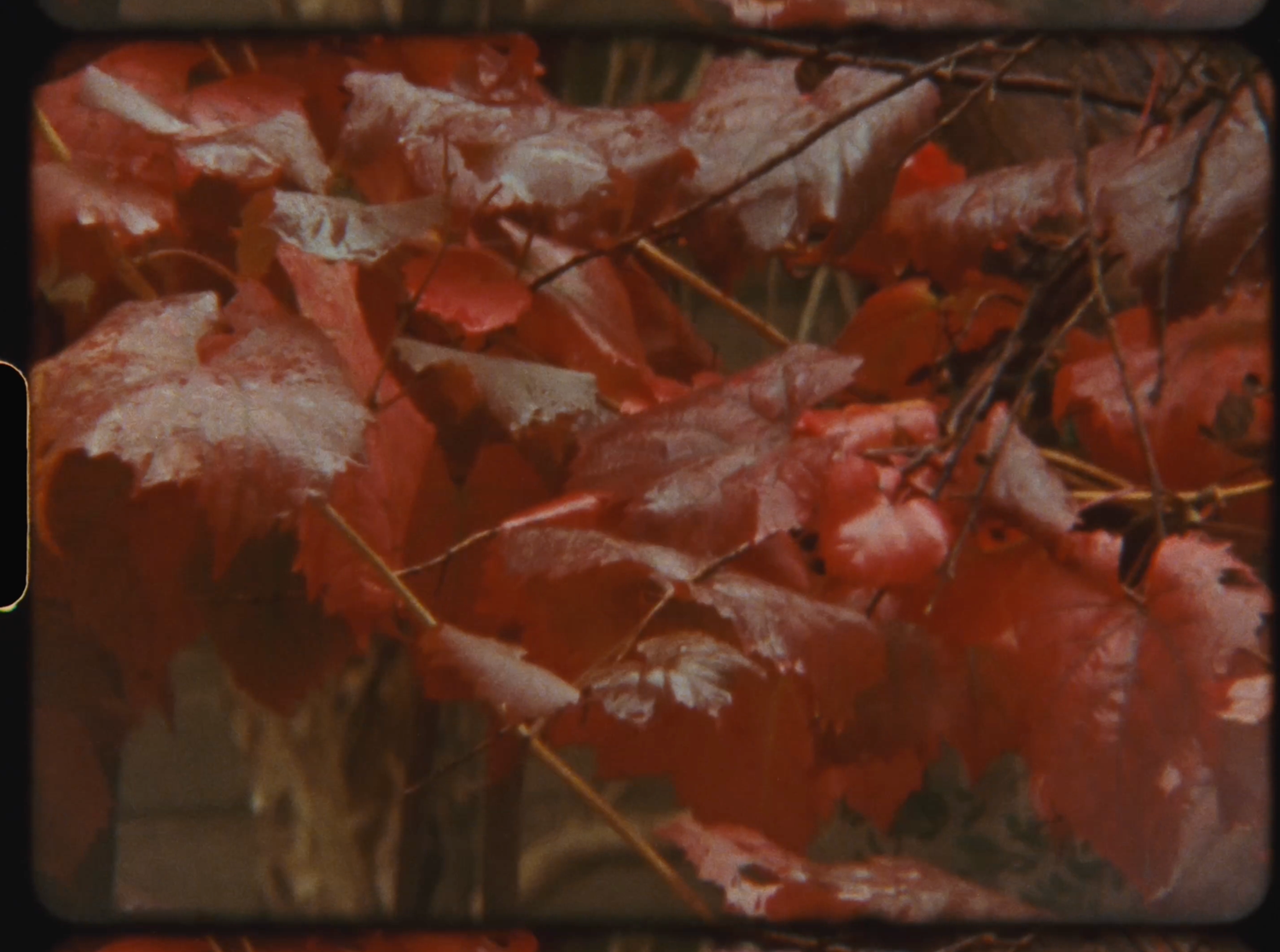 Vibrant red autumn maple leaves with water droplets on branches in fall foliage.