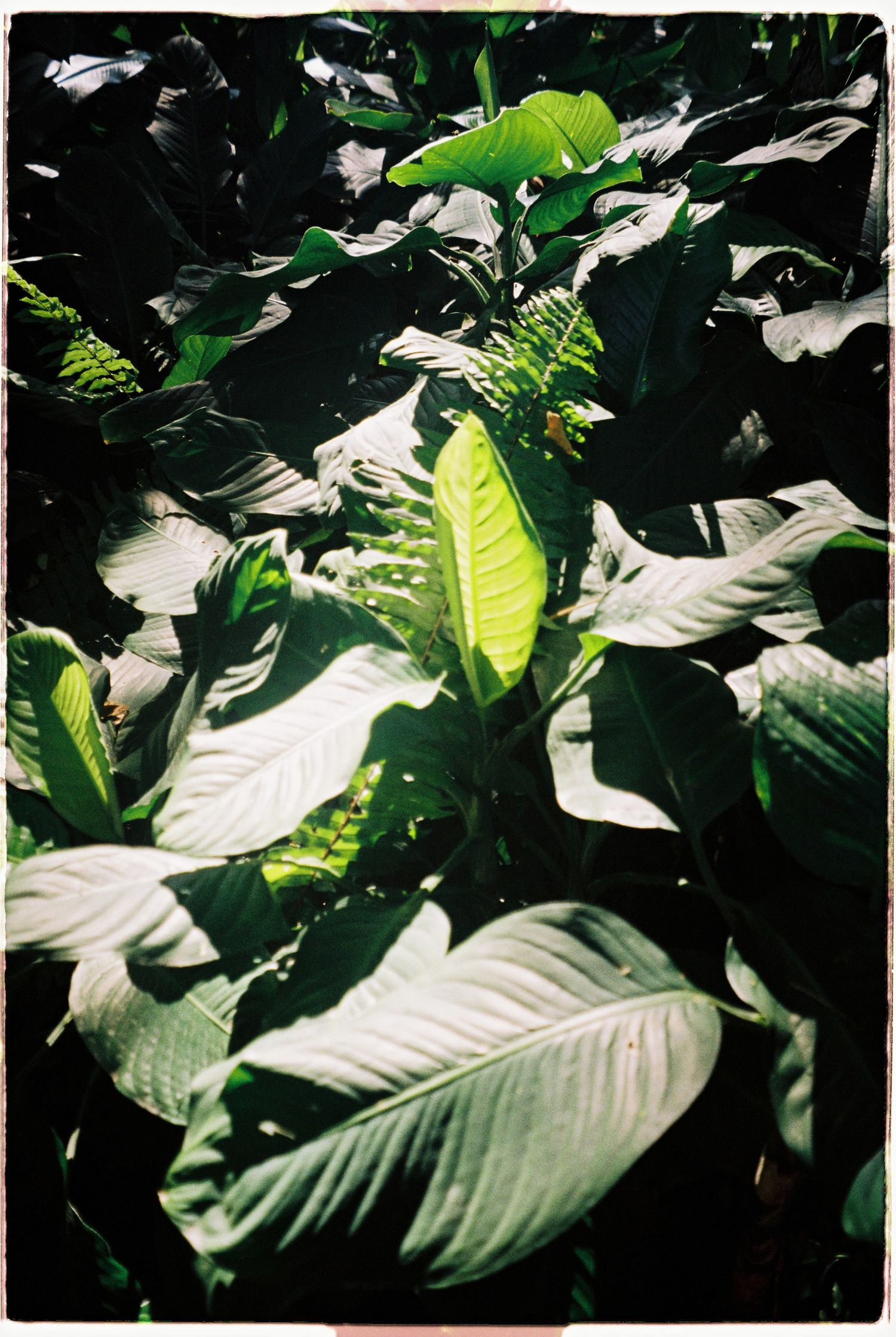 Lush tropical green leaves with bright sunlight filtering through a dense garden of large exotic plants.