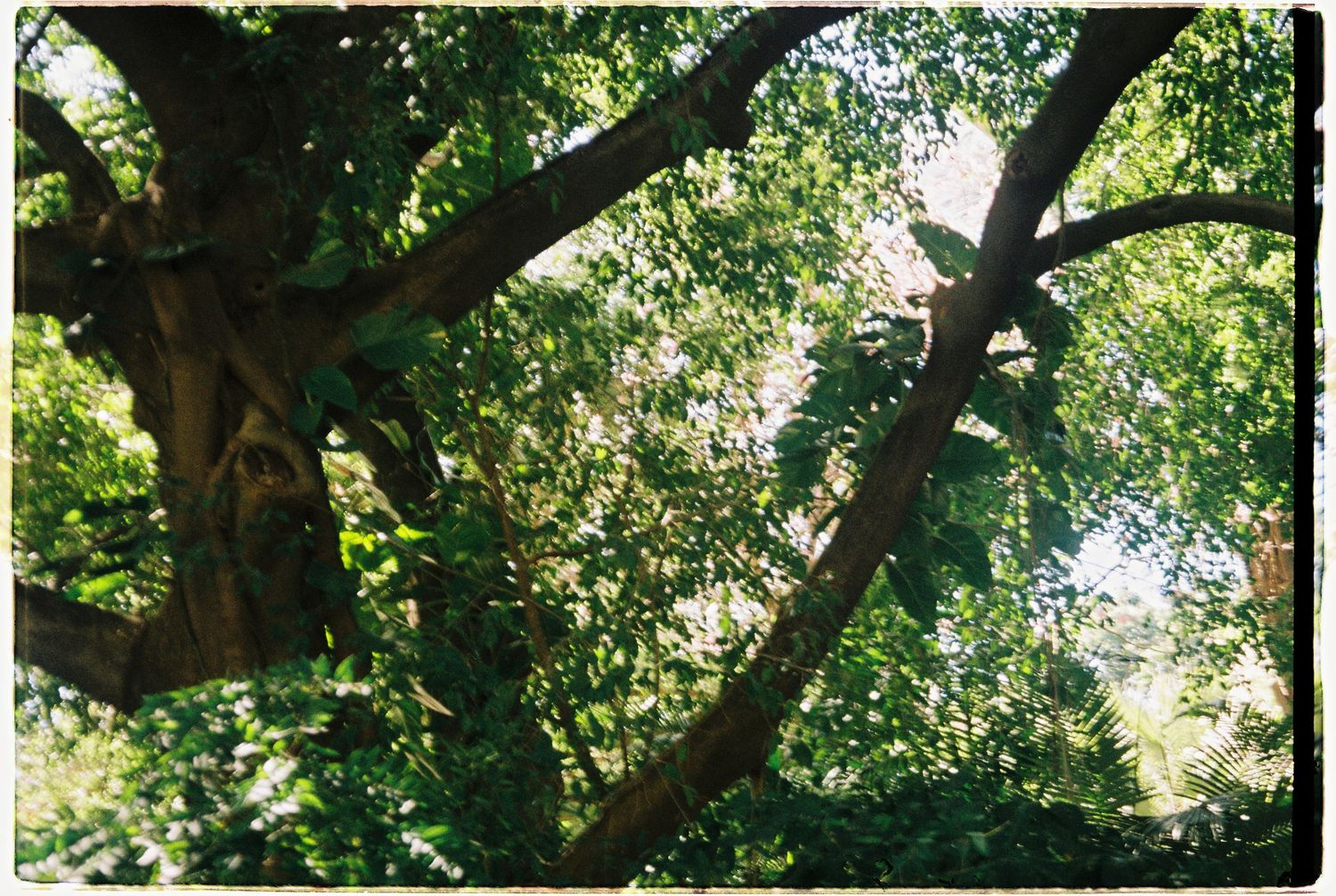 Lush green tree canopy with sprawling branches filtering sunlight in a dense woodland setting.