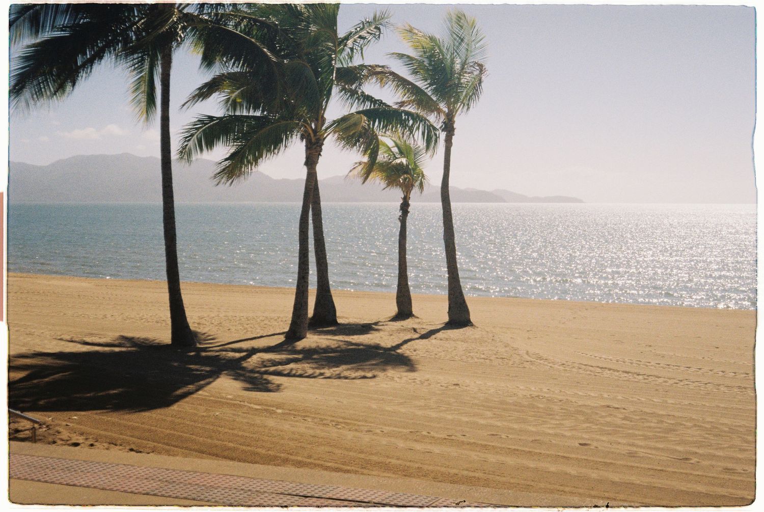 Tropical beach with palm trees casting shadows on golden sand beside calm blue ocean.