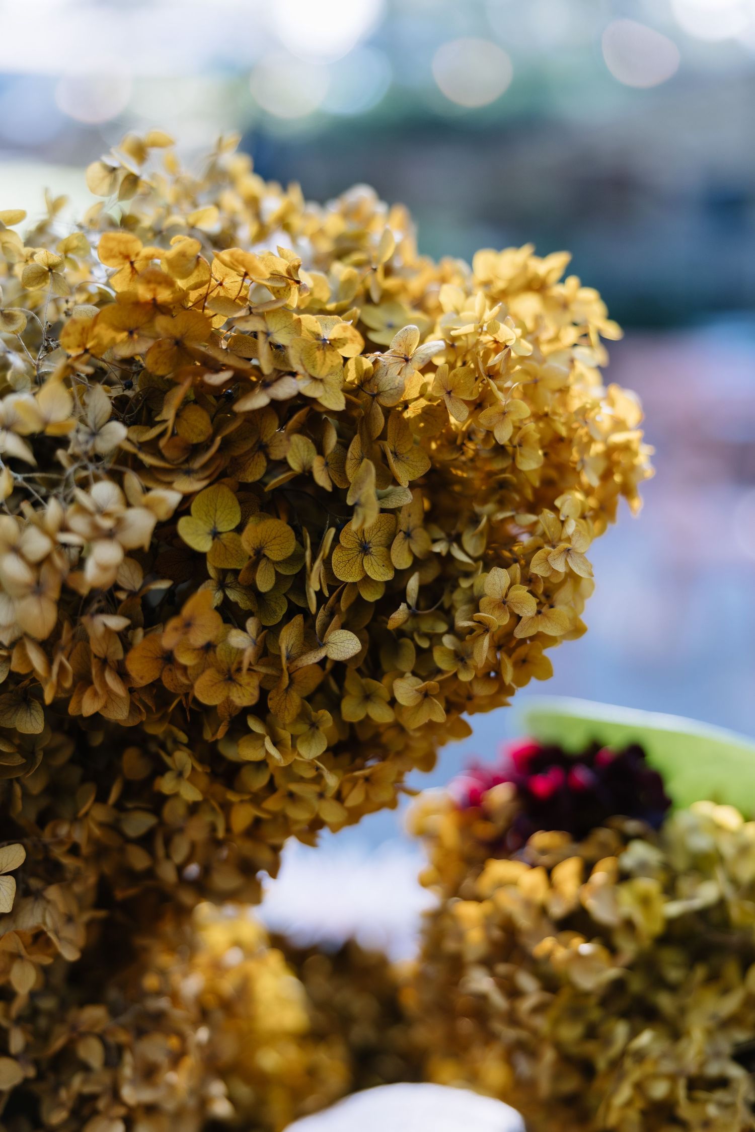 Close-up of dried golden hydrangea flowers with blurred colorful blooms in the background.