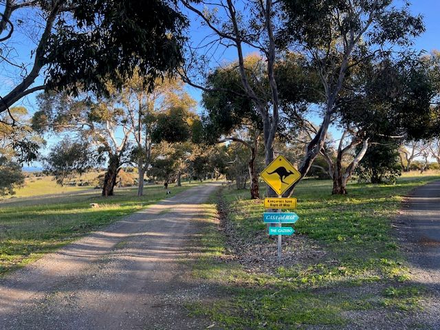 Australian dirt road with kangaroo warning sign and teal directional signs surrounded by eucalyptus trees on a sunny day.