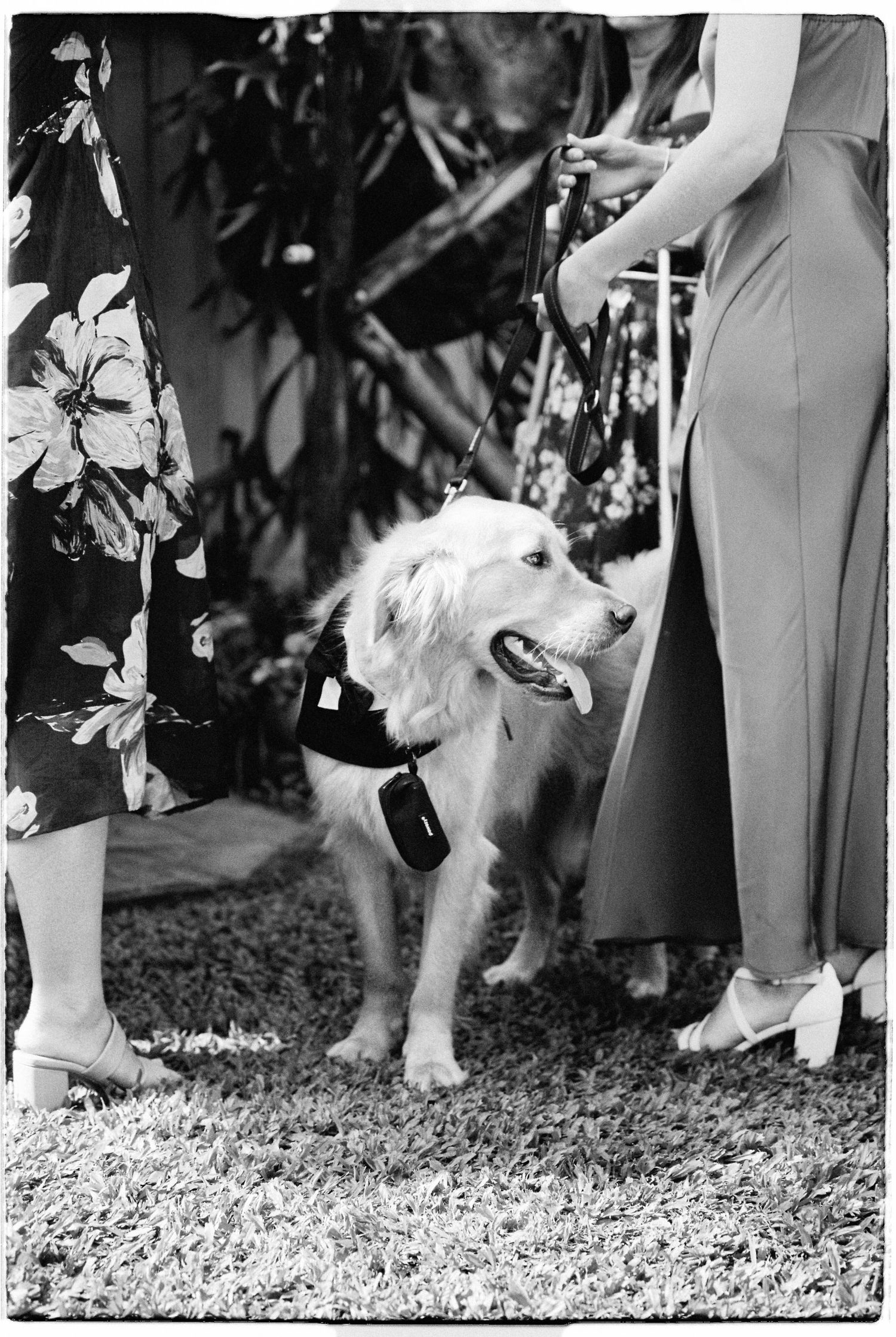Fluffy dog in formal attire stands between wedding guests on grass.