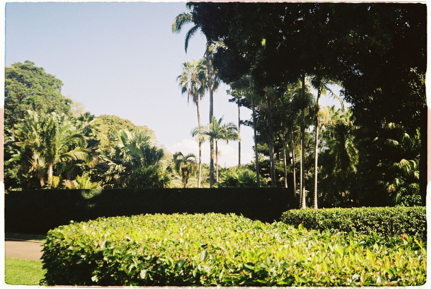 Lush tropical garden landscape featuring tall palm trees and manicured green hedges under a clear blue sky.