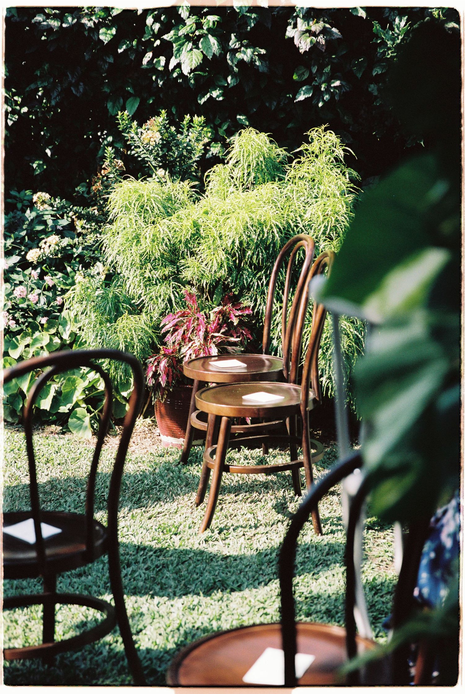 Rustic bentwood chairs stacked in a sunlit garden surrounded by lush green tropical plants.