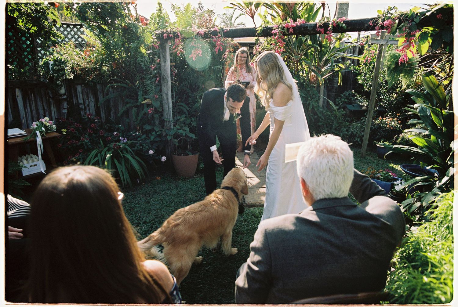 Wedding couple greeting golden retriever dog during outdoor garden ceremony with guests watching.