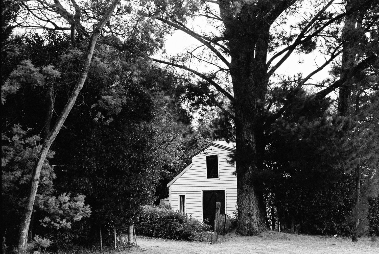 Black and white photo of a white cottage surrounded by tall trees and lush greenery.