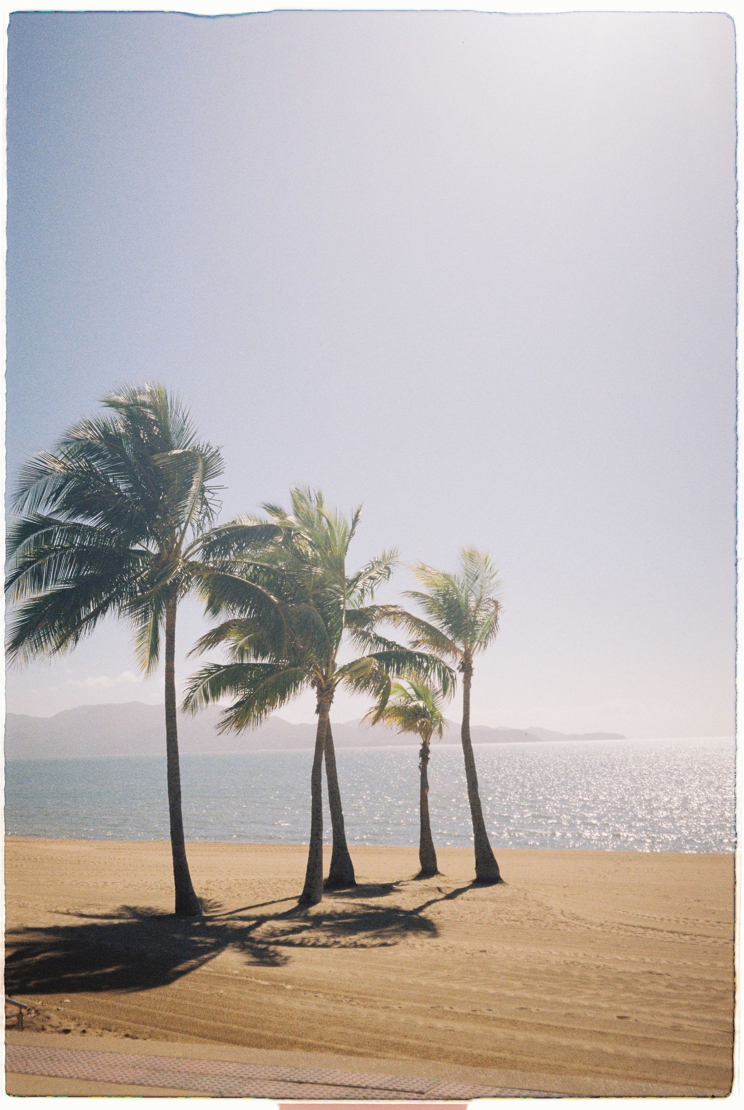 Four palm trees casting shadows on a sandy tropical beach with calm ocean water at sunrise.