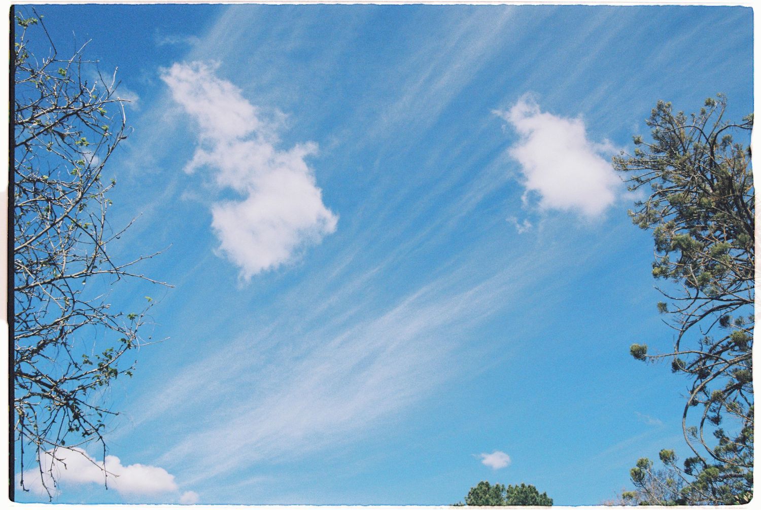Bright blue sky with wispy white clouds framed by bare tree branches on a clear day.