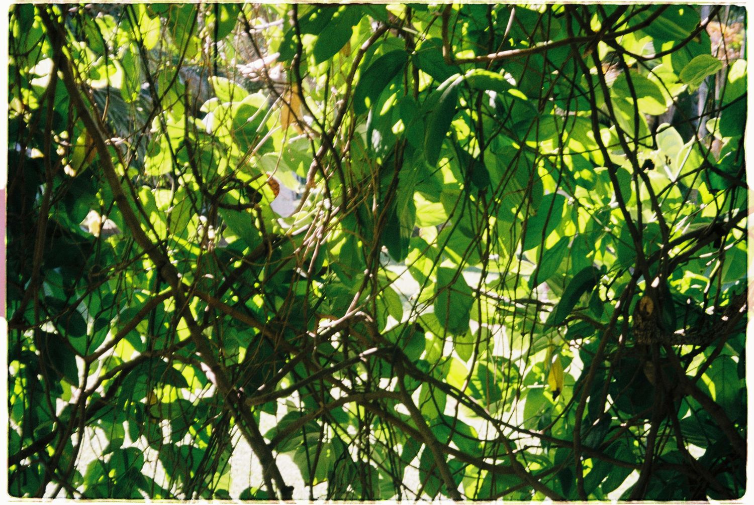 Dense green tropical foliage with sunlight filtering through lush leaves and tangled branches.