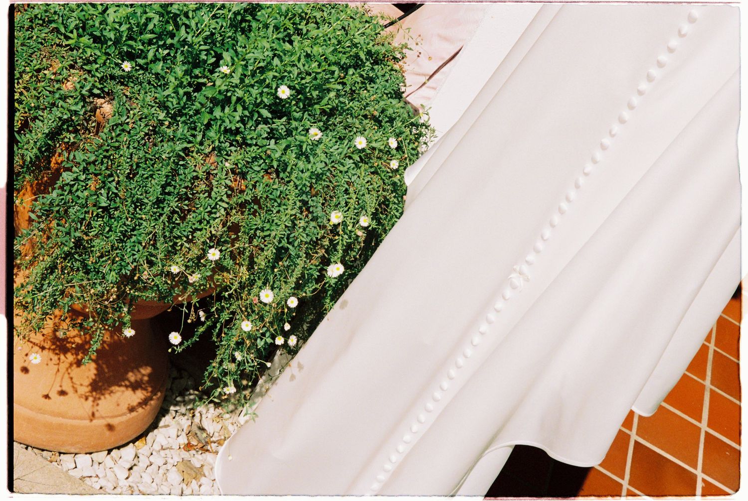 A terracotta pot with lush green trailing plants and small white flowers beside a white decorative column.