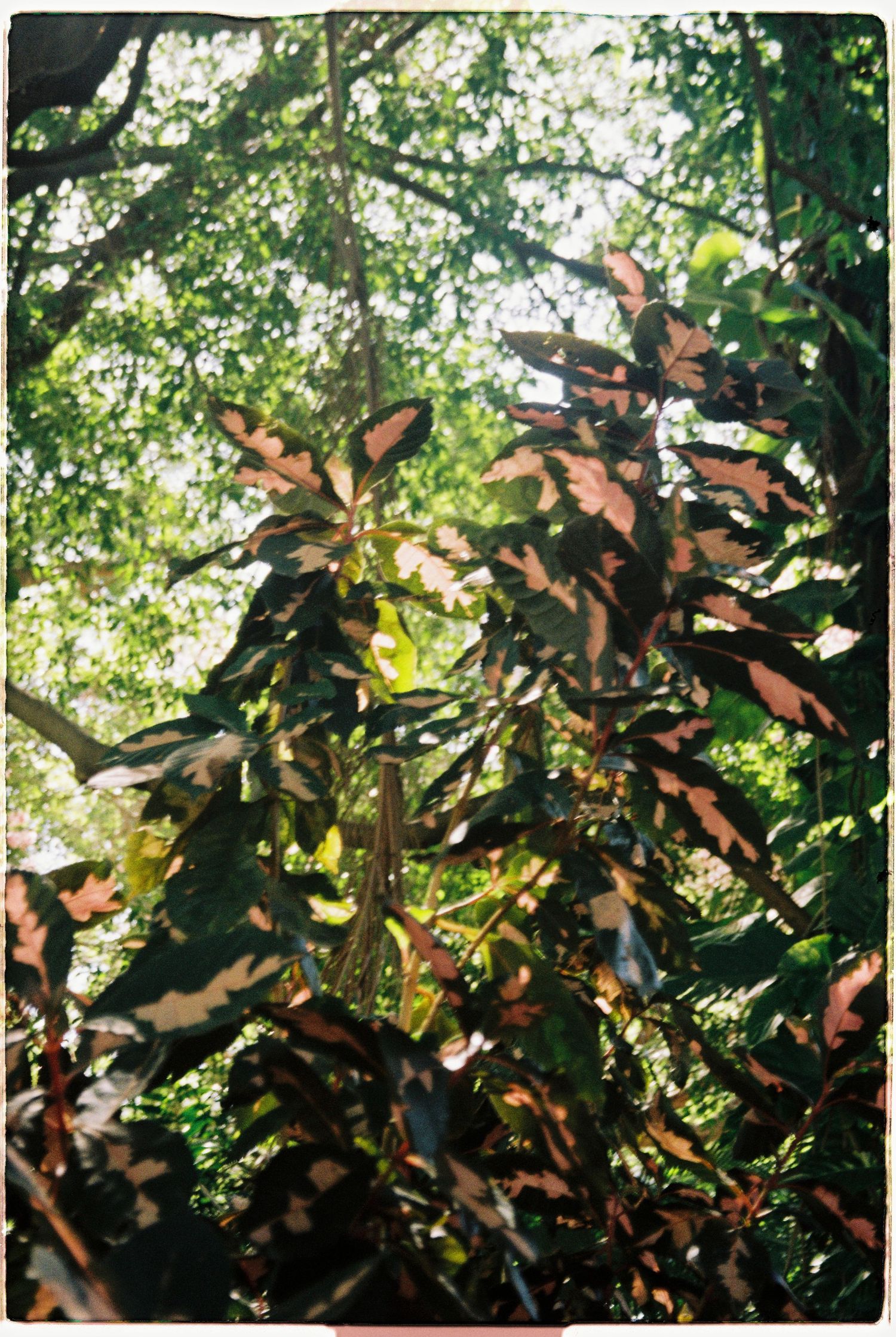 Tropical plant with dark red and green variegated leaves backlit by sunlight filtering through a lush forest canopy.