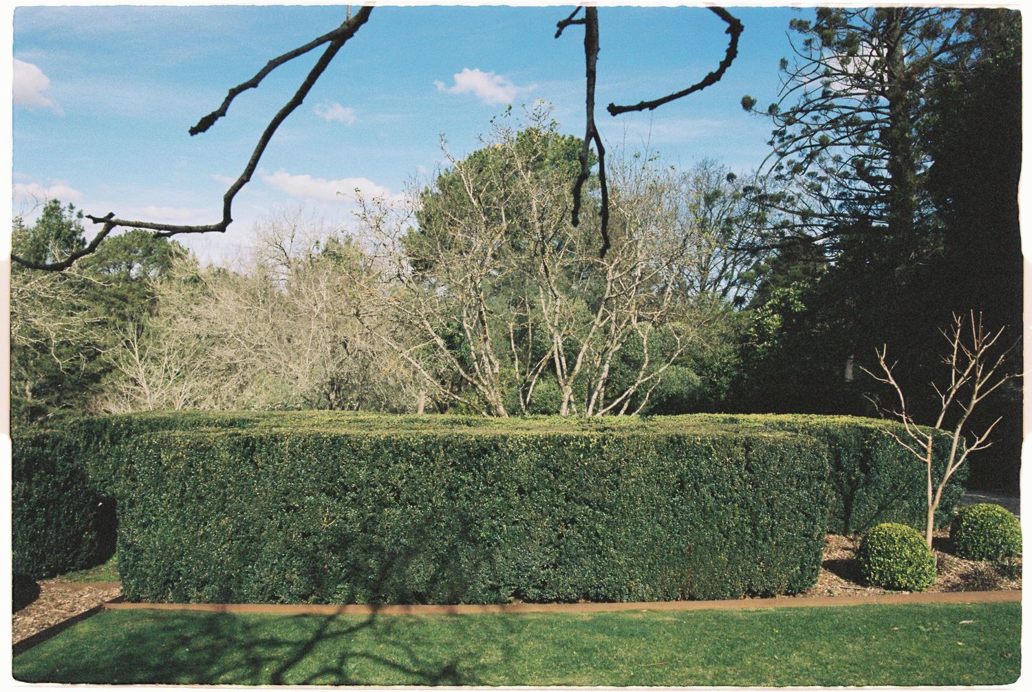 Neatly trimmed tall green hedge in a formal garden under a blue sky.