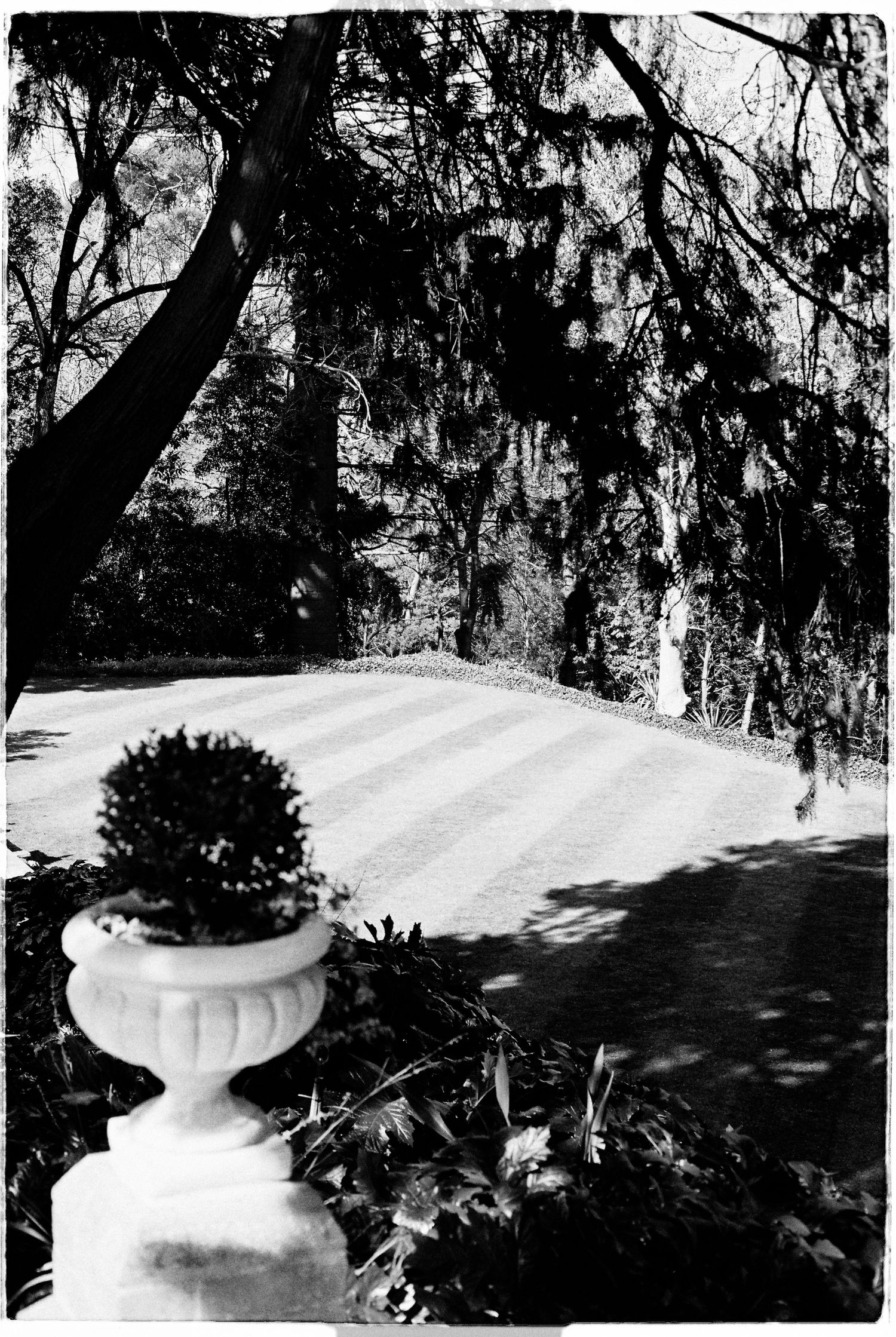 Black and white photo of a ornate white garden urn on a pedestal beside a sunlit path lined with trees.