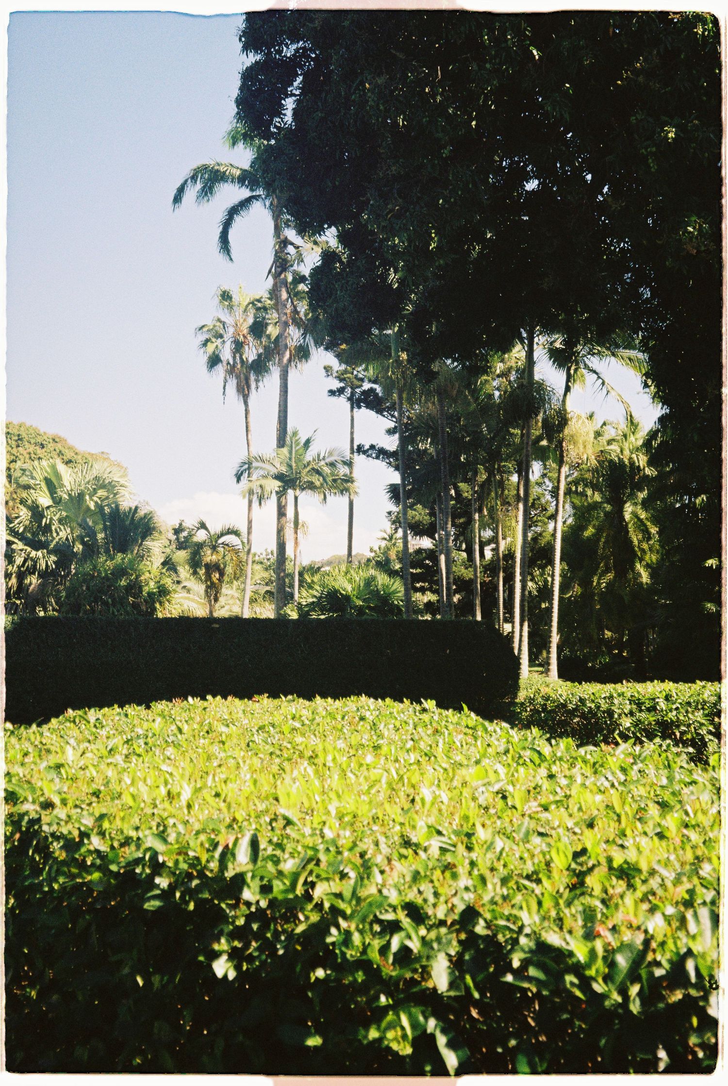 Lush tropical garden with tall palm trees, dense green hedges, and clear blue sky in a serene outdoor landscape.