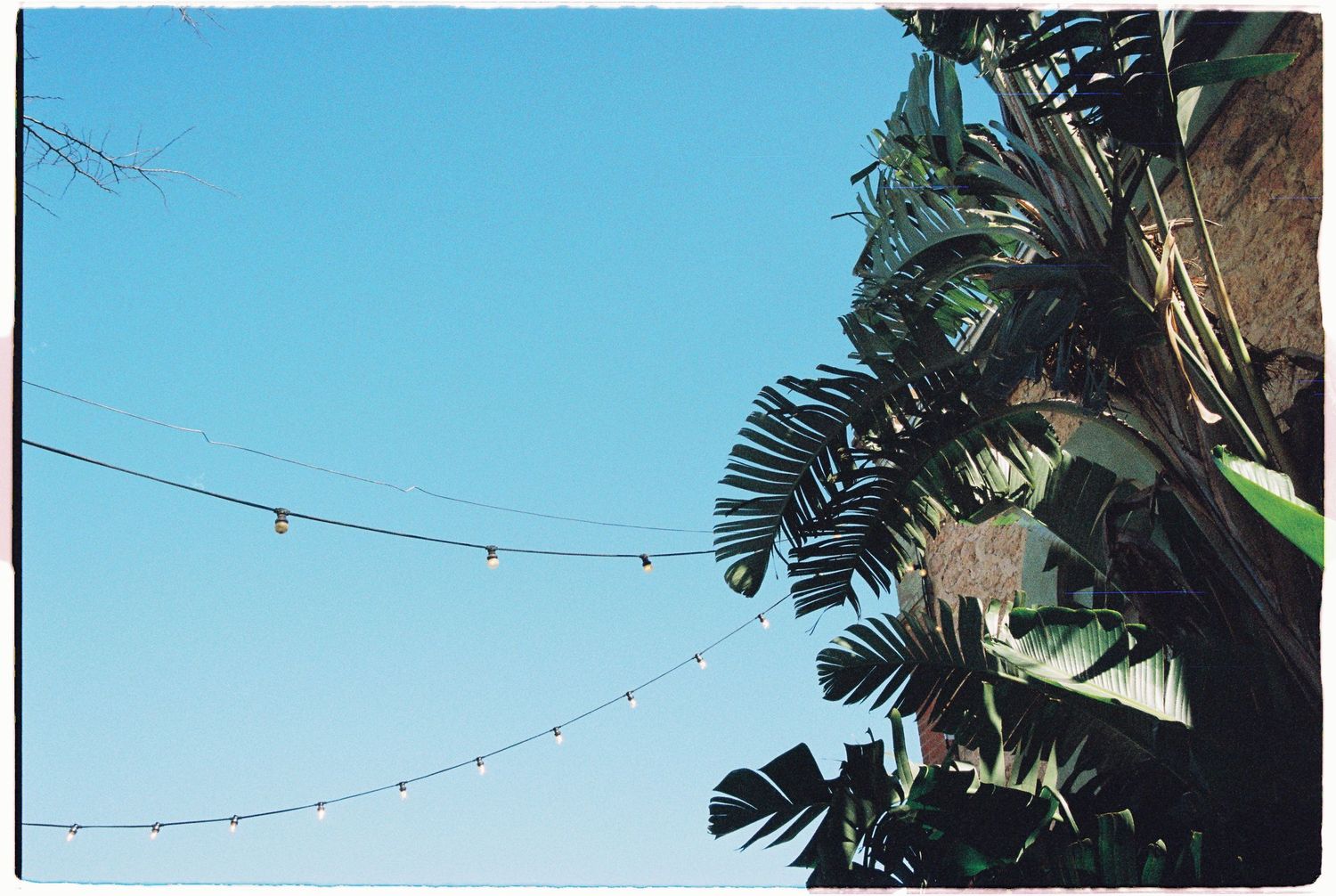 String lights hang between tropical palm trees against a clear blue sky.