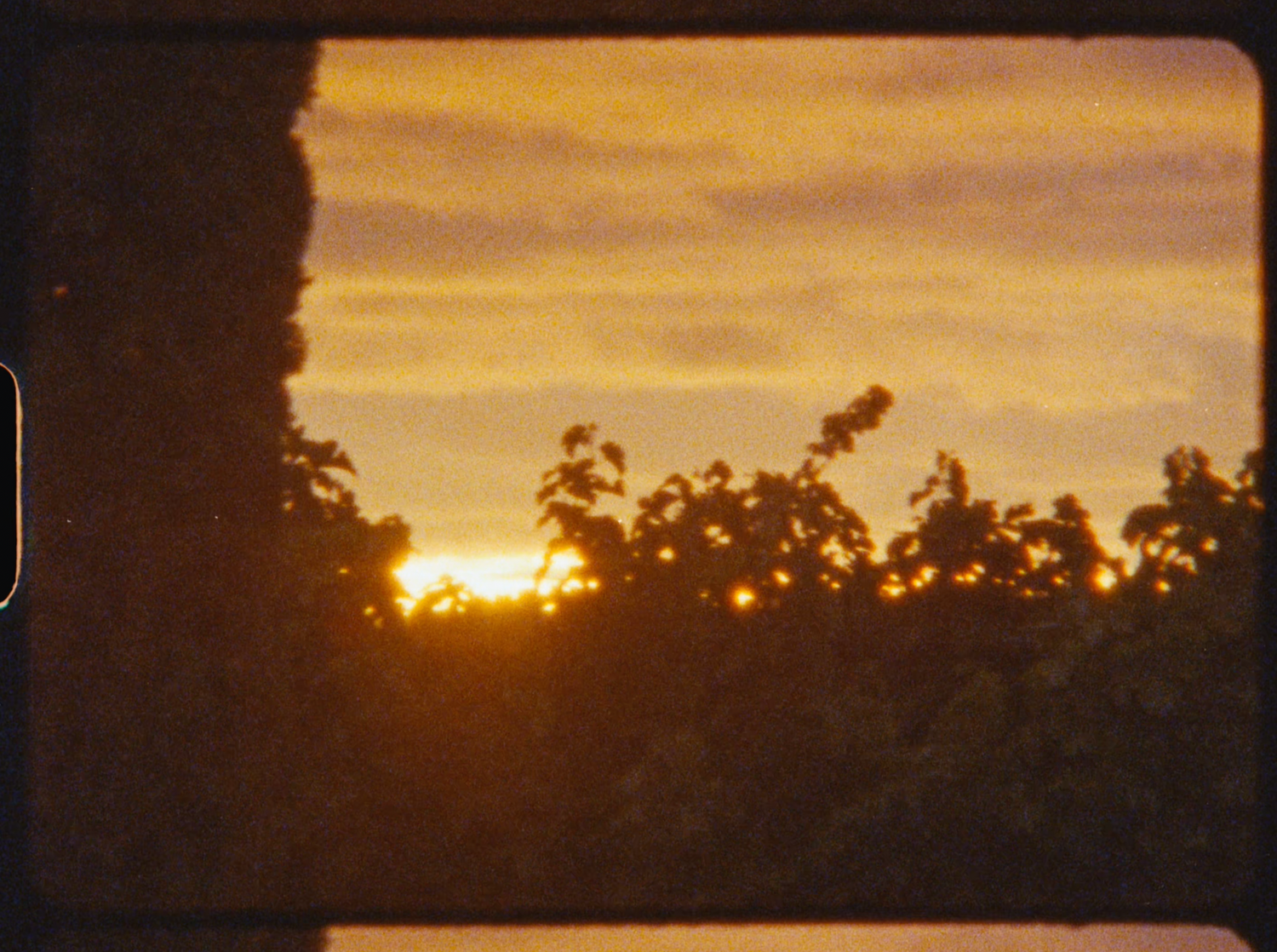 Breathtaking golden sunset glowing behind lush green trees and vineyard landscape.