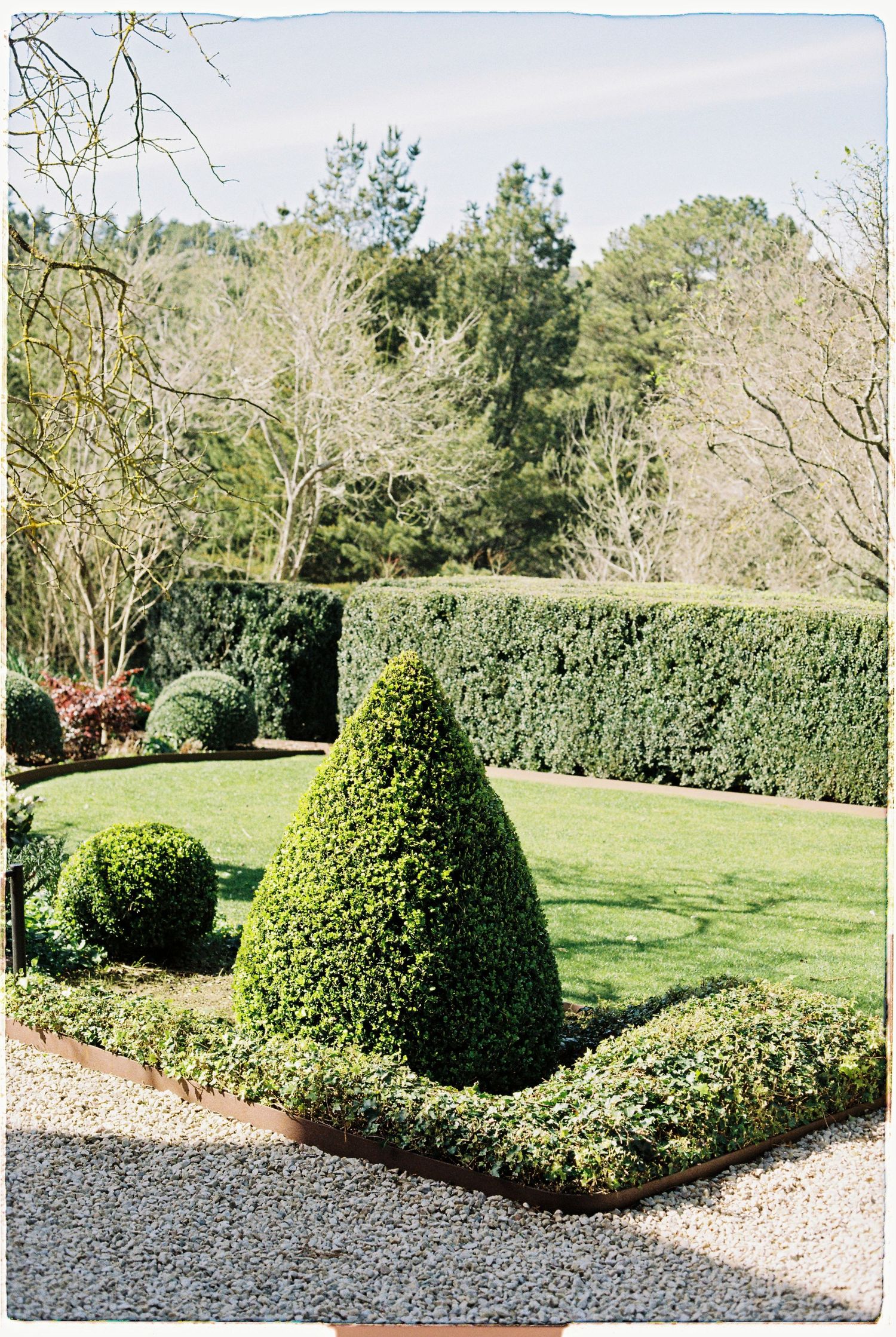 Formal English garden with manicured topiary hedges and cone-shaped boxwood shrubs on sunny day.
