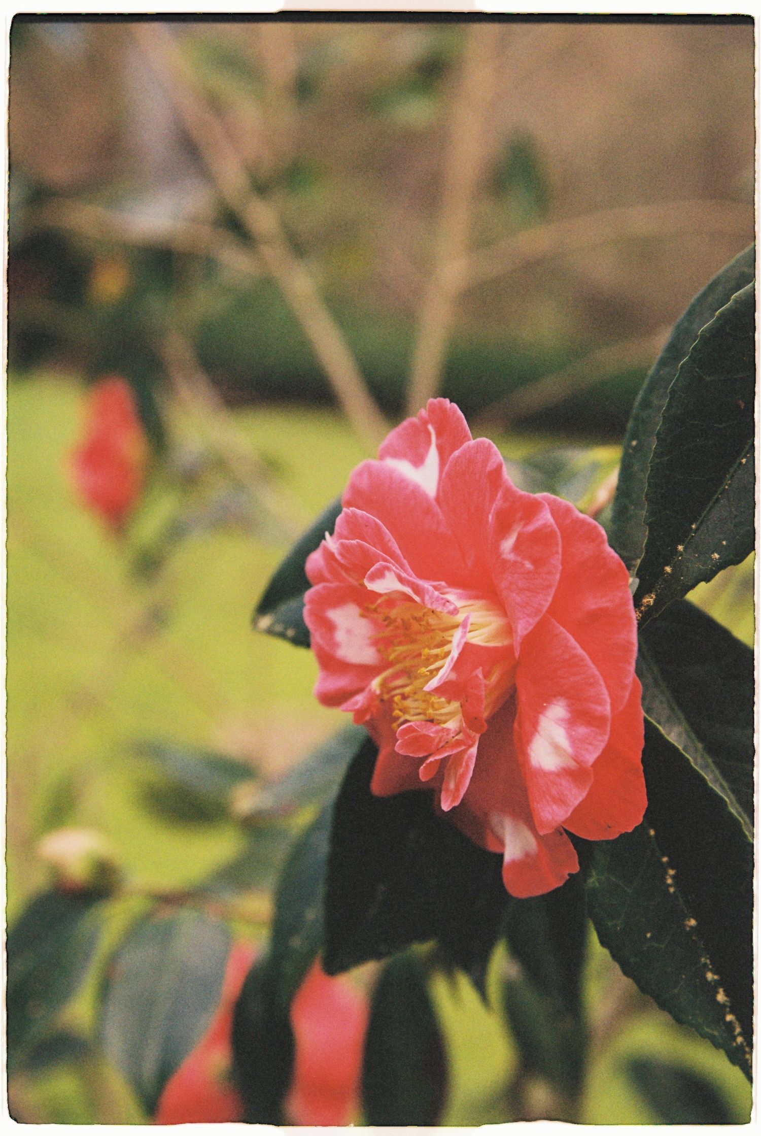 Close-up of a vibrant pink camellia flower in full bloom with dark green leaves.
