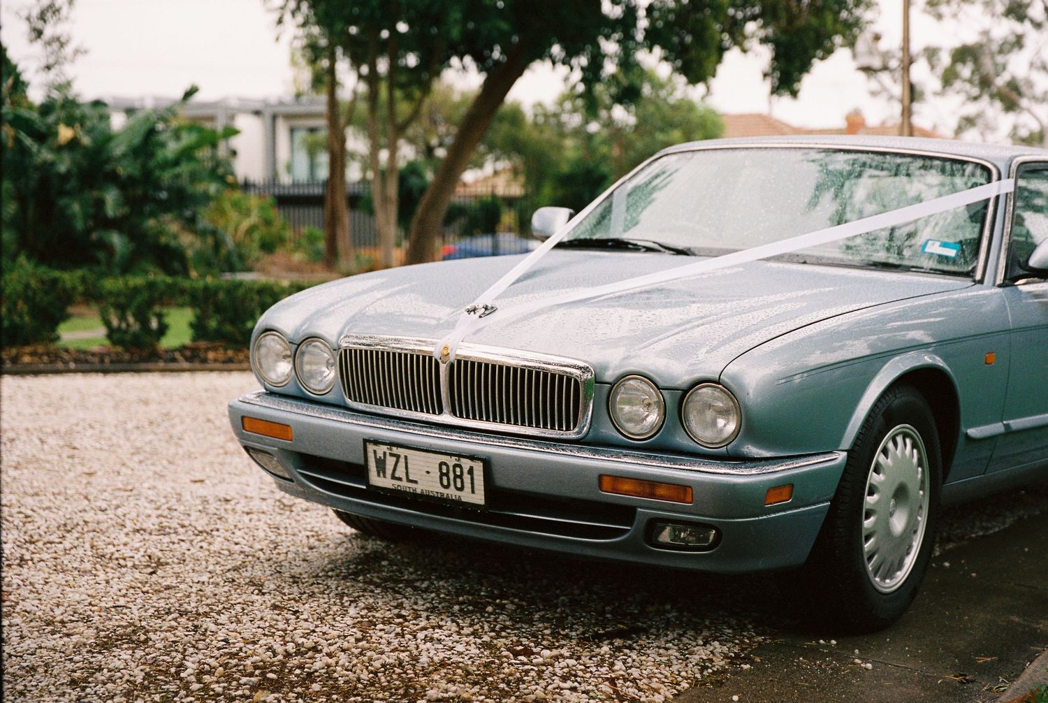Vintage silver Jaguar wedding car decorated with ribbon parked on gravel driveway.