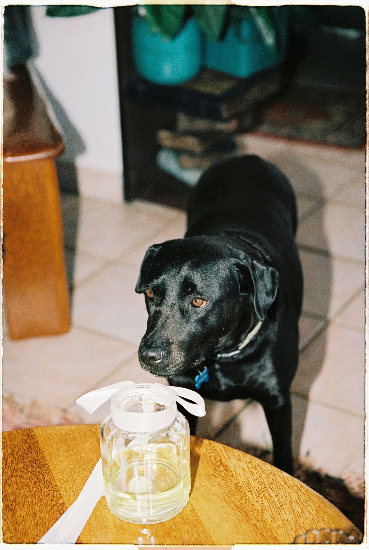 Black Labrador dog standing near a wooden table with a glass jar tied with white ribbon.